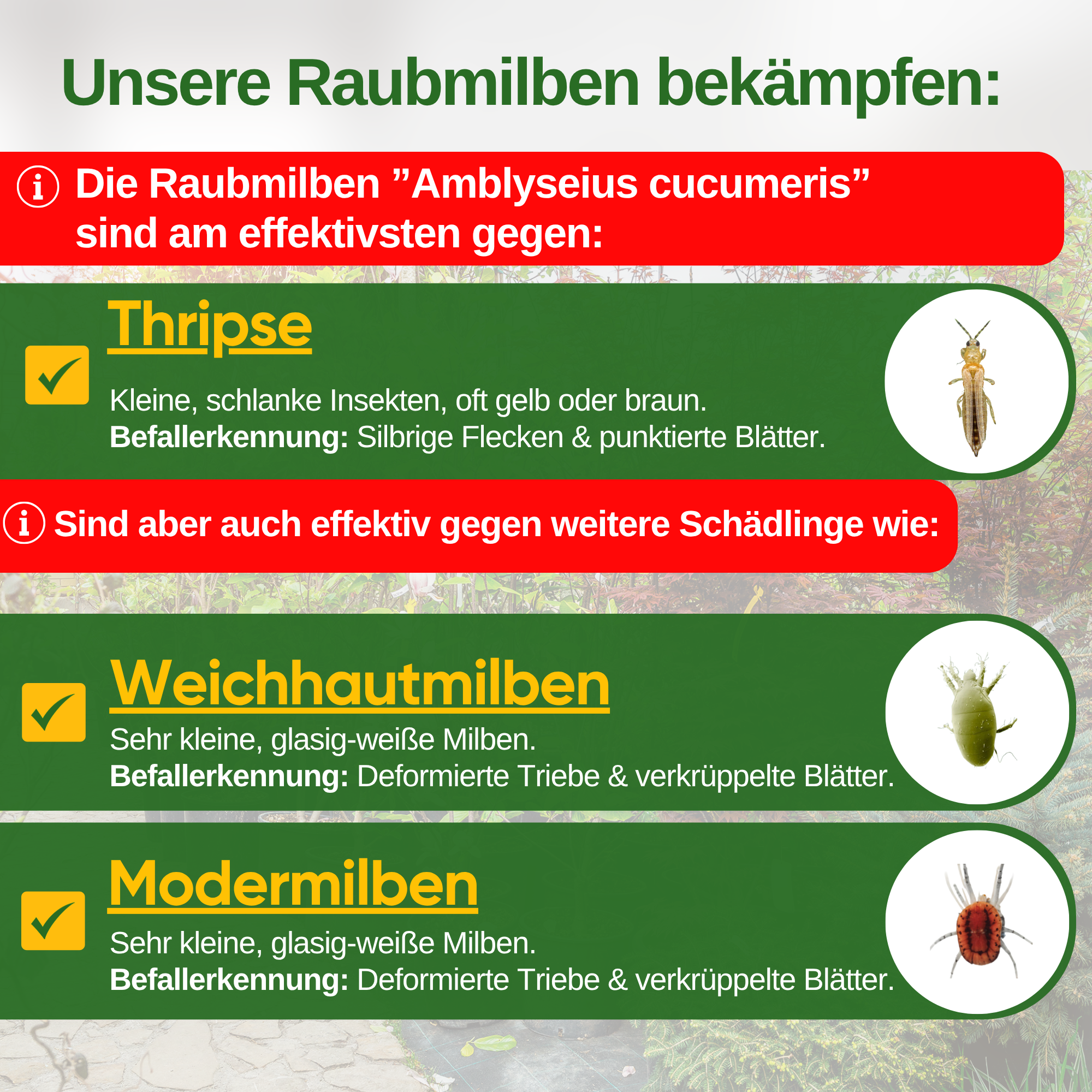 Raubmilben gegen Thripse zum Aufhängen oder Streuen