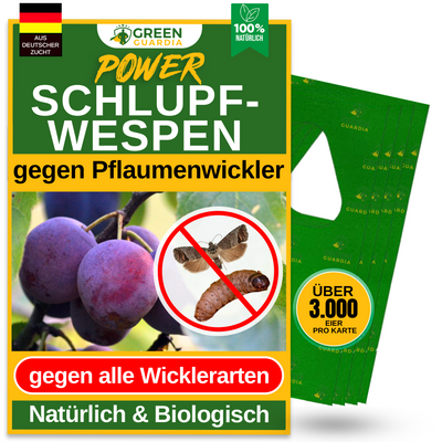 Parasitaire wespen tegen pruimenmotten