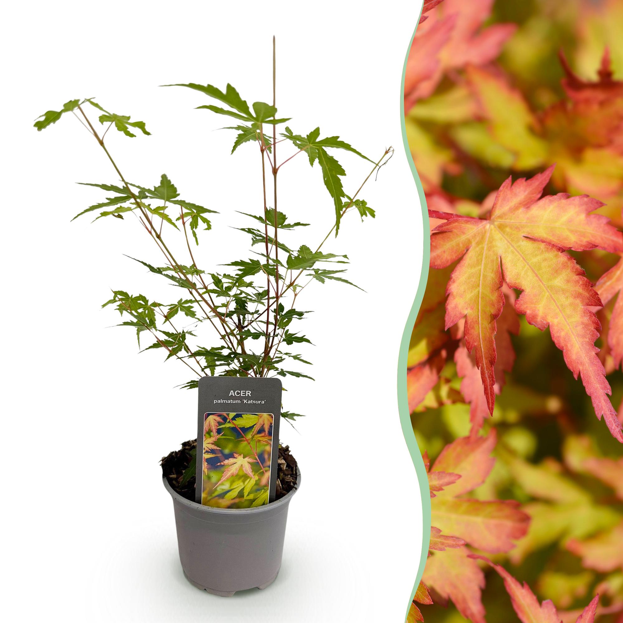 Acer palmatum ‘Sangokaku’ – laubabwerfend & pflegeleicht – grün – 12 cm Topf, ca. 35 cm hoch - Green Guardia - Ihr Experte für Schädlinge und Pflanzen