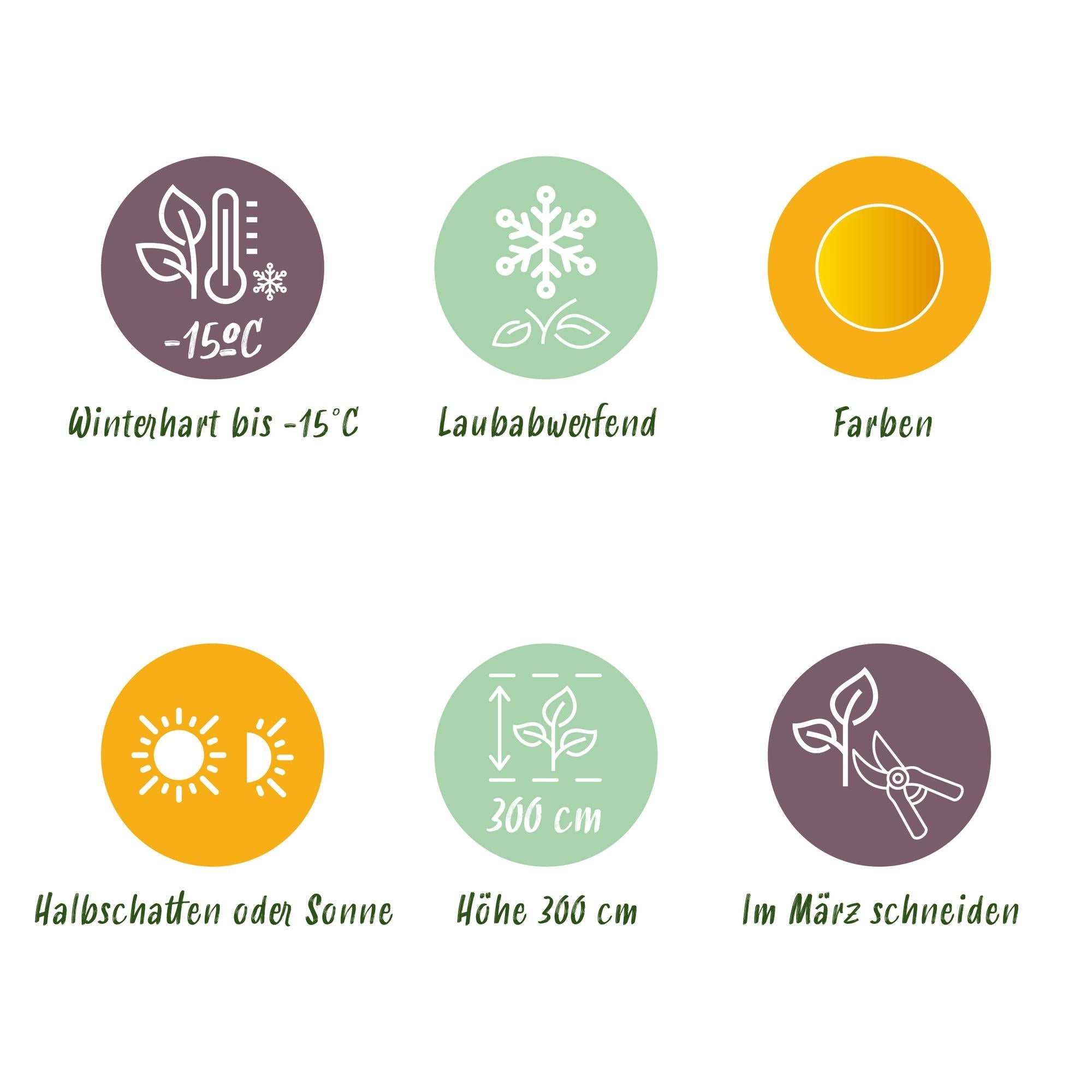 Acer Palmatum ‘Summergold’ – Japanischer Ahorn, laubabwerfend – 19 cm Topf, 70 cm hoch - Green Guardia - Ihr Experte für Schädlinge und Pflanzen