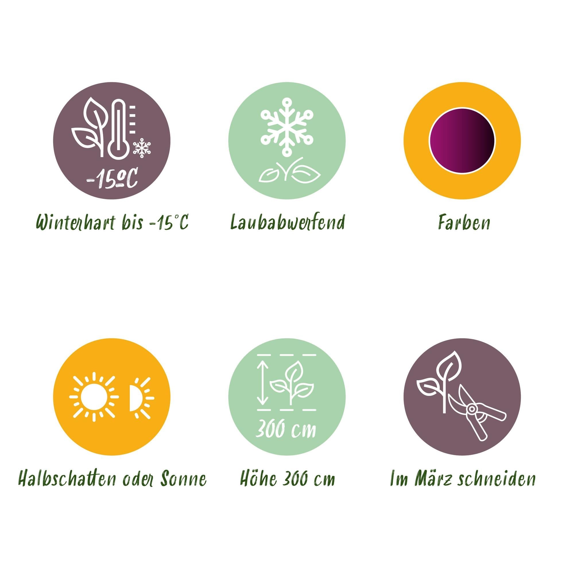 Acer Palmatum ‘Trompenburg’ – Japanischer Ahorn, laubabwerfend – 19 cm Topf, 70 cm hoch - Green Guardia - Ihr Experte für Schädlinge und Pflanzen