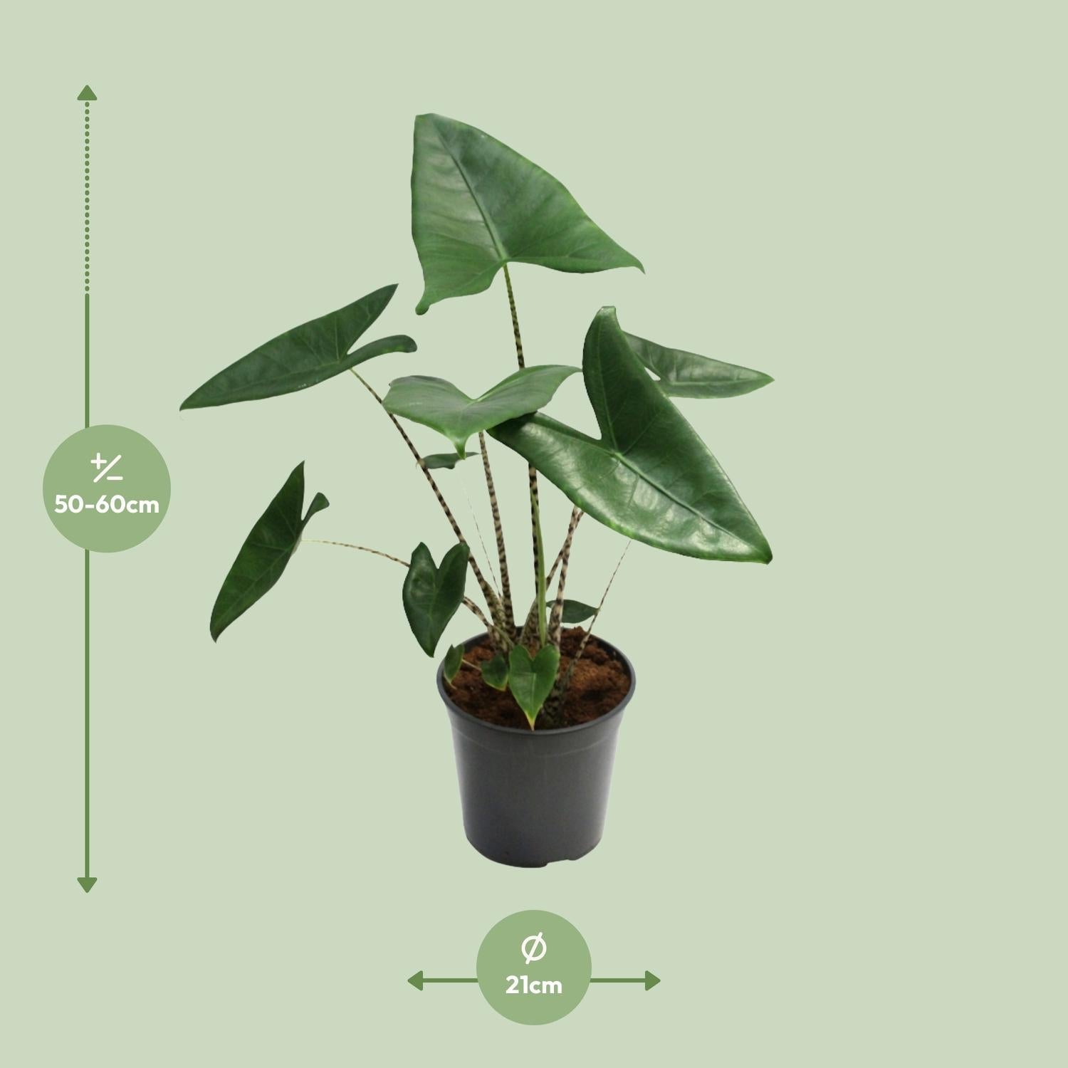 Alocasia Zebrina – Zebraleiter - Pfeilblatt - 75 - 80 cm - Green Guardia - Ihr Experte für Schädlinge und Pflanzen