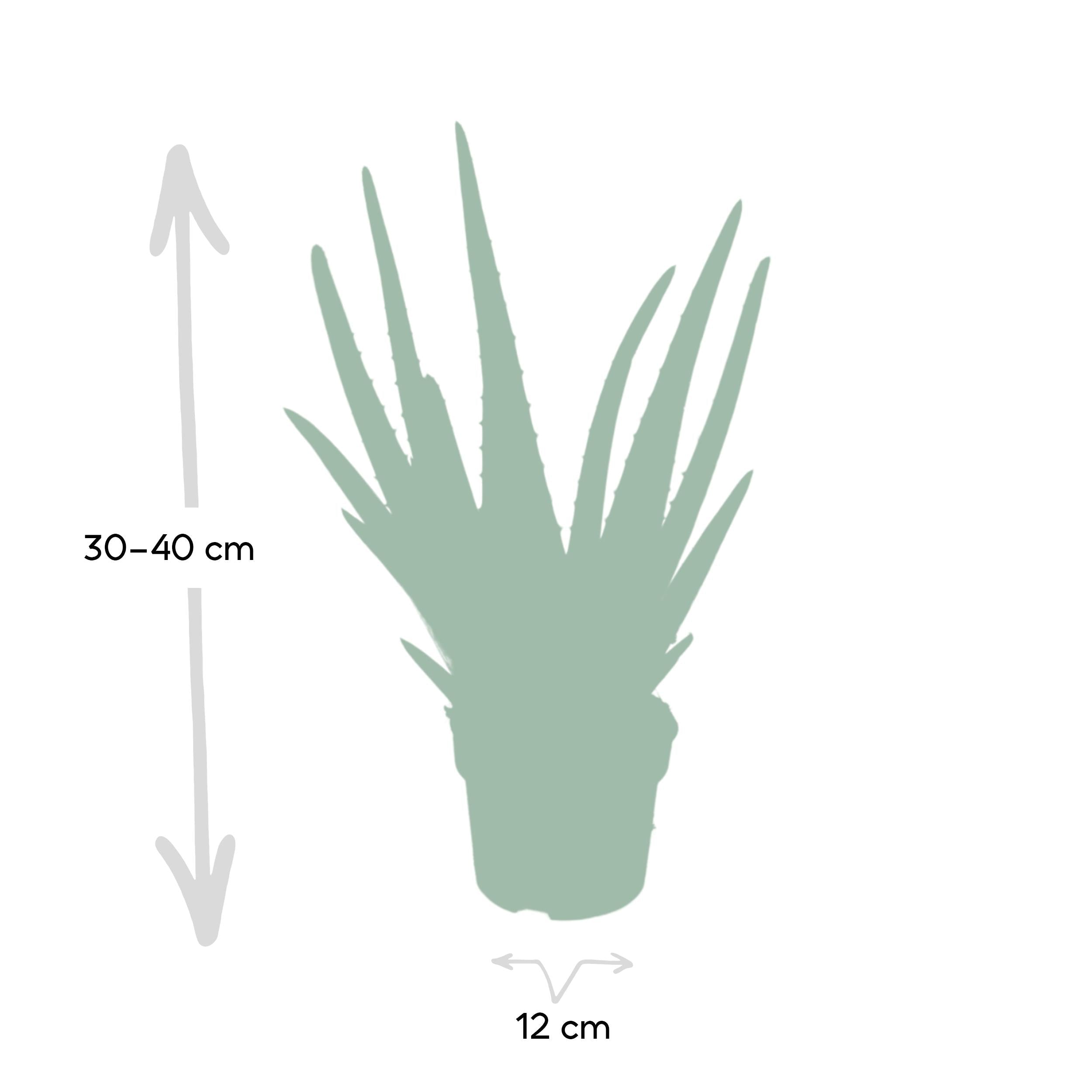 Aloe Vera – Echte Aloe - 40 - 70 cm - Green Guardia - Ihr Experte für Schädlinge und Pflanzen