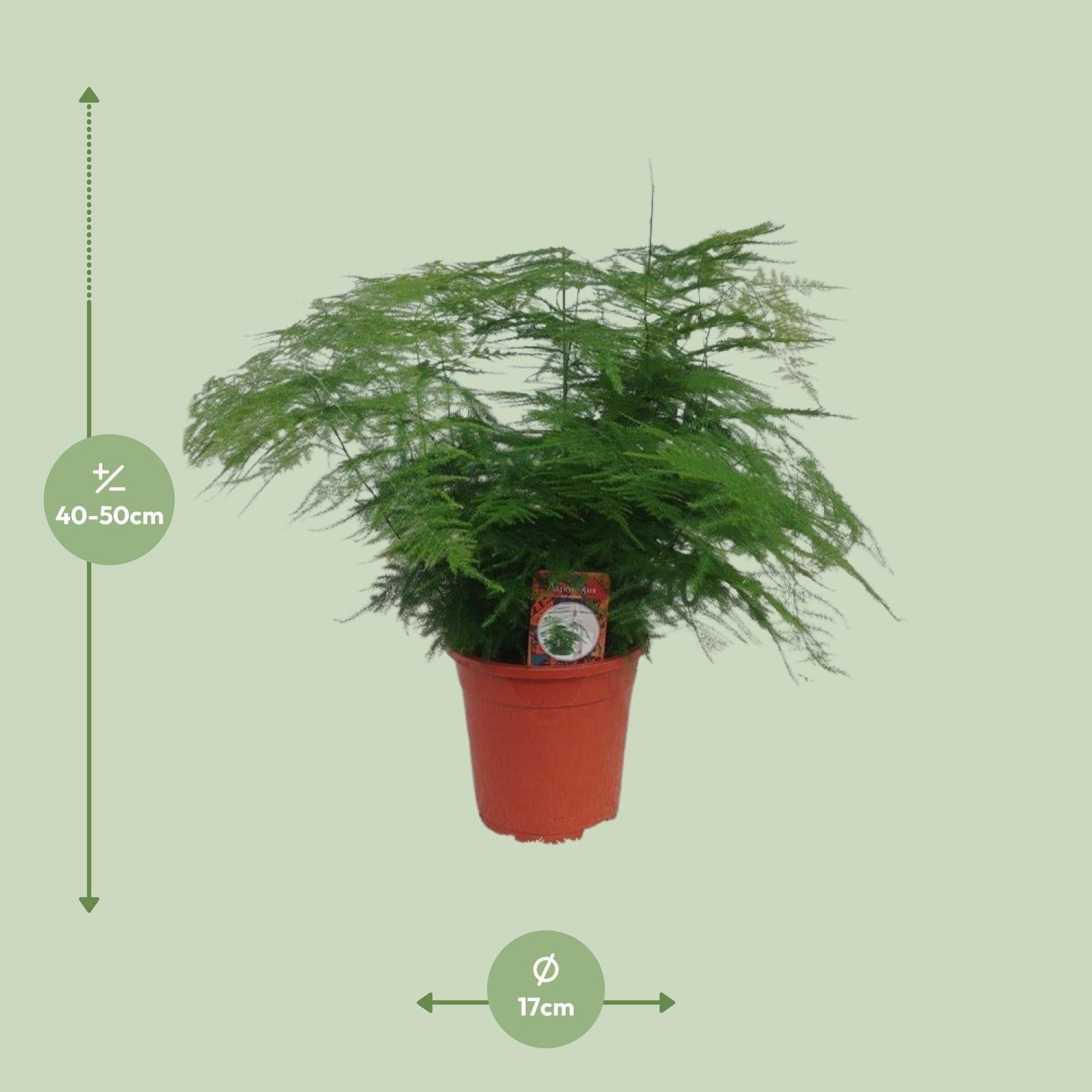 Asparagus Setaceus – Spargelfarn - 30 - 70 cm - Green Guardia - Ihr Experte für Schädlinge und Pflanzen