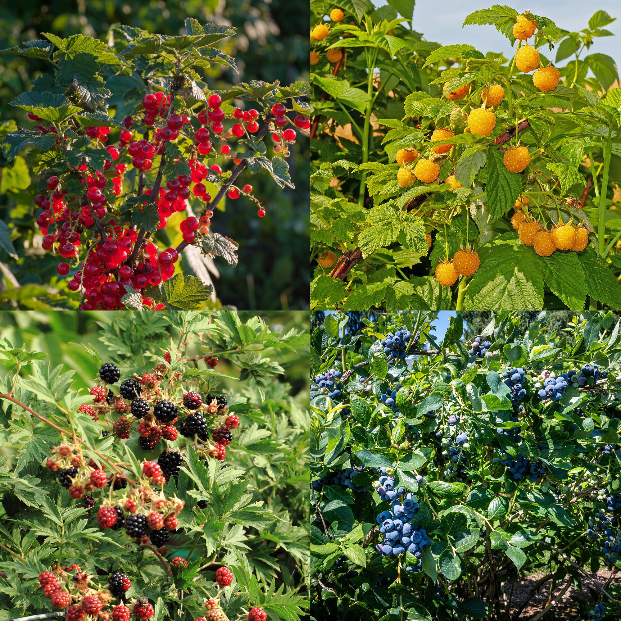 Beerenmix – 4 Obstpflanzen: Rote Beere, Gelbe Himbeere, Schwarze Brombeere & Blaubeere (11 cm Topf, 40 cm hoch) - Green Guardia - Ihr Experte für Schädlinge und Pflanzen