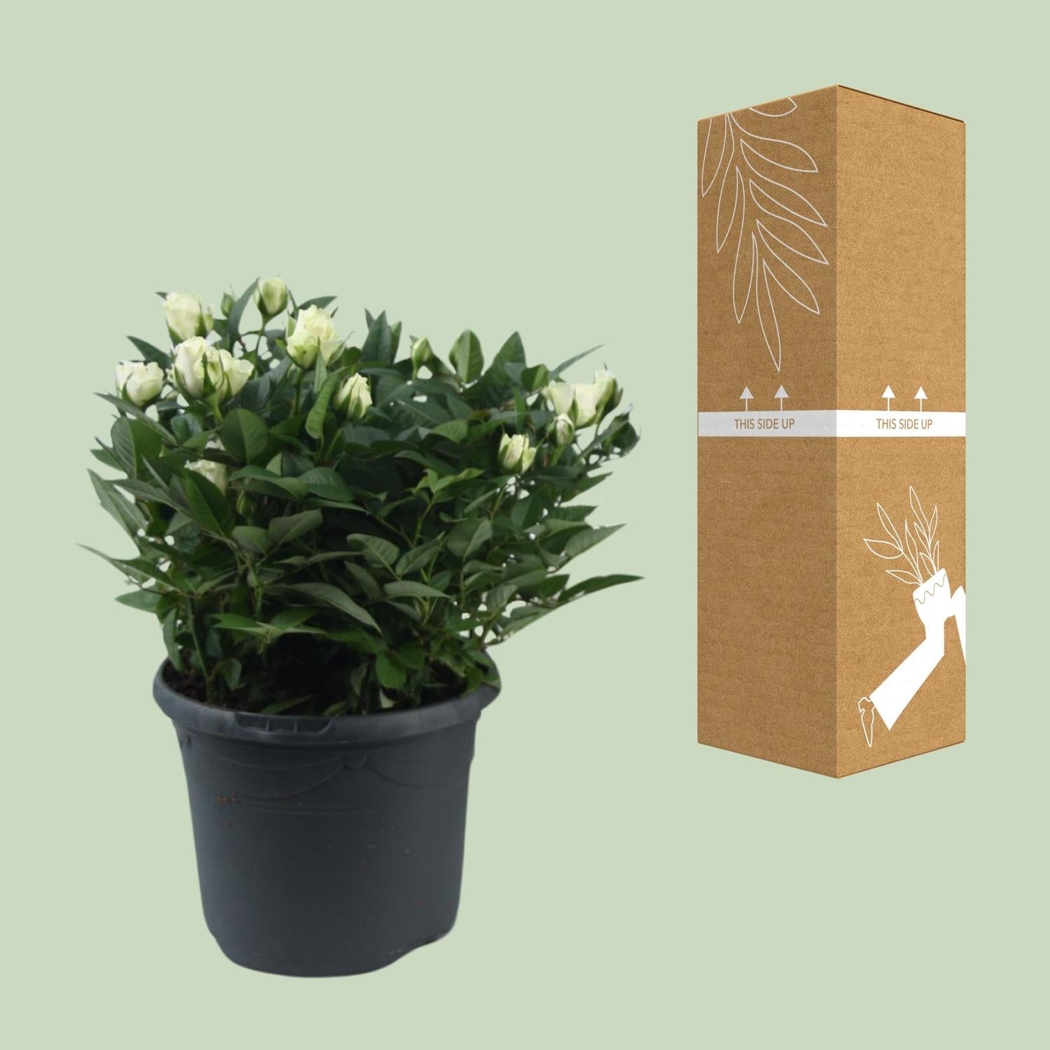 Beetrose ‘Jewel Patio White’ – weiße Zwergrose, 17 cm Topf, 30 cm hoch - Green Guardia - Ihr Experte für Schädlinge und Pflanzen