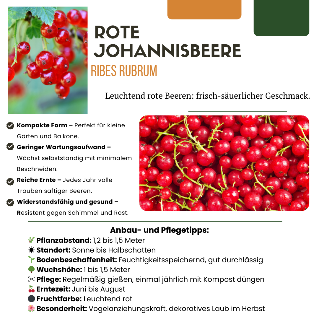 BIO Obstpflanzen - Set „Früchte - Oase“ – Mix aus 5 Sorten - Green Guardia - Ihr Experte für Schädlinge und Pflanzen