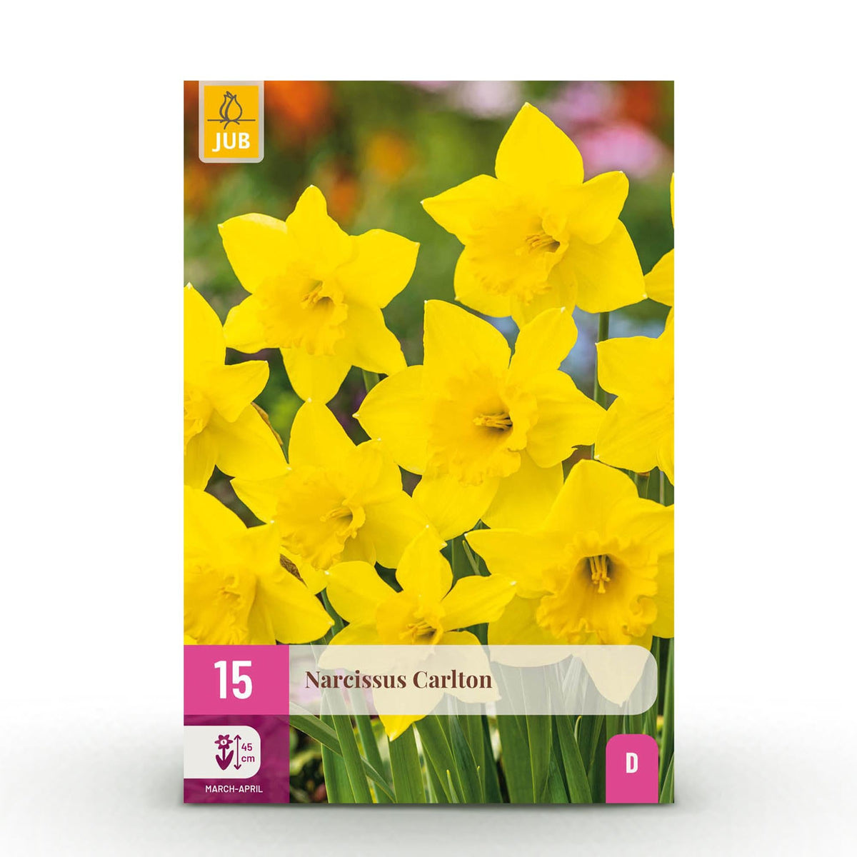 narzissen knollen aufbewahren Blumenzwiebeln – Narcissus 'Carlton' – winterhart & mehrjährig – gelb