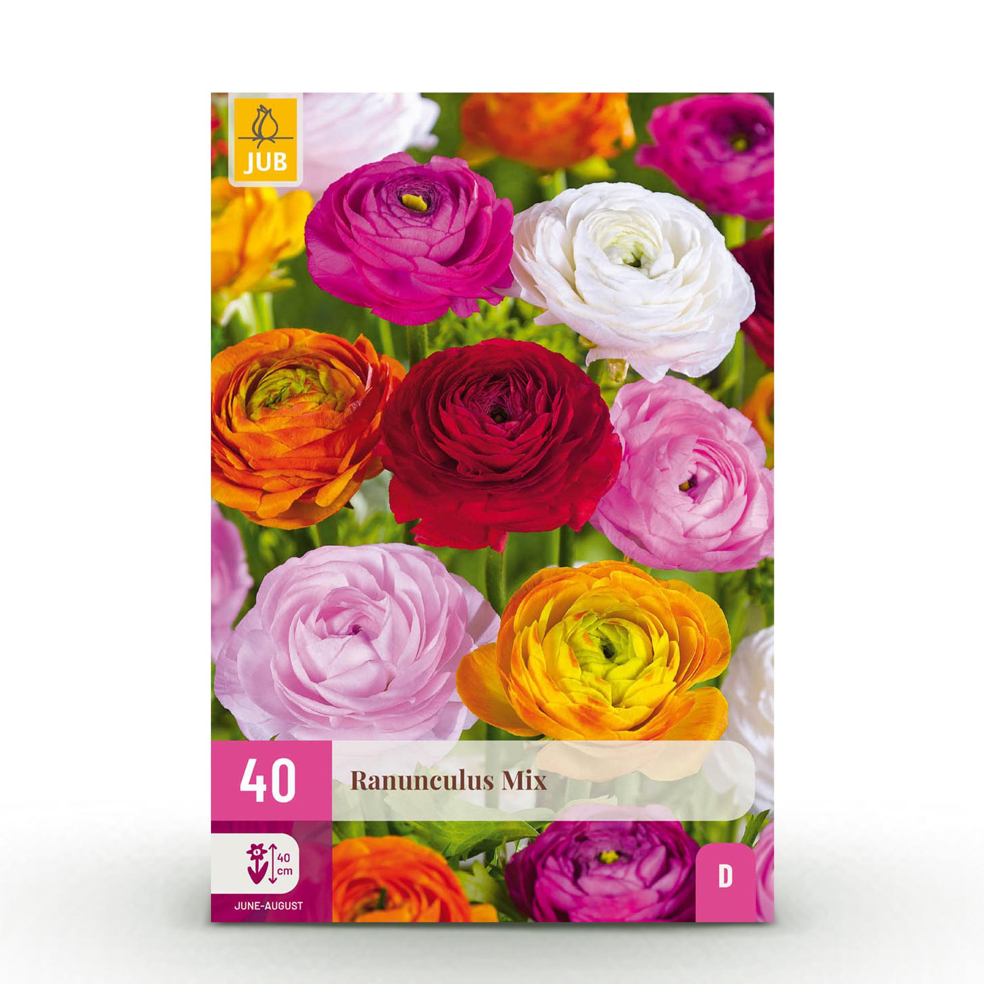 Blumenzwiebeln – Ranunculus Mix – winterhart & mehrjährig – verschiedene Farben – 40 Stück – Zwiebelgröße 5/6 – XXL Pack - Green Guardia - Ihr Experte für Schädlinge und Pflanzen