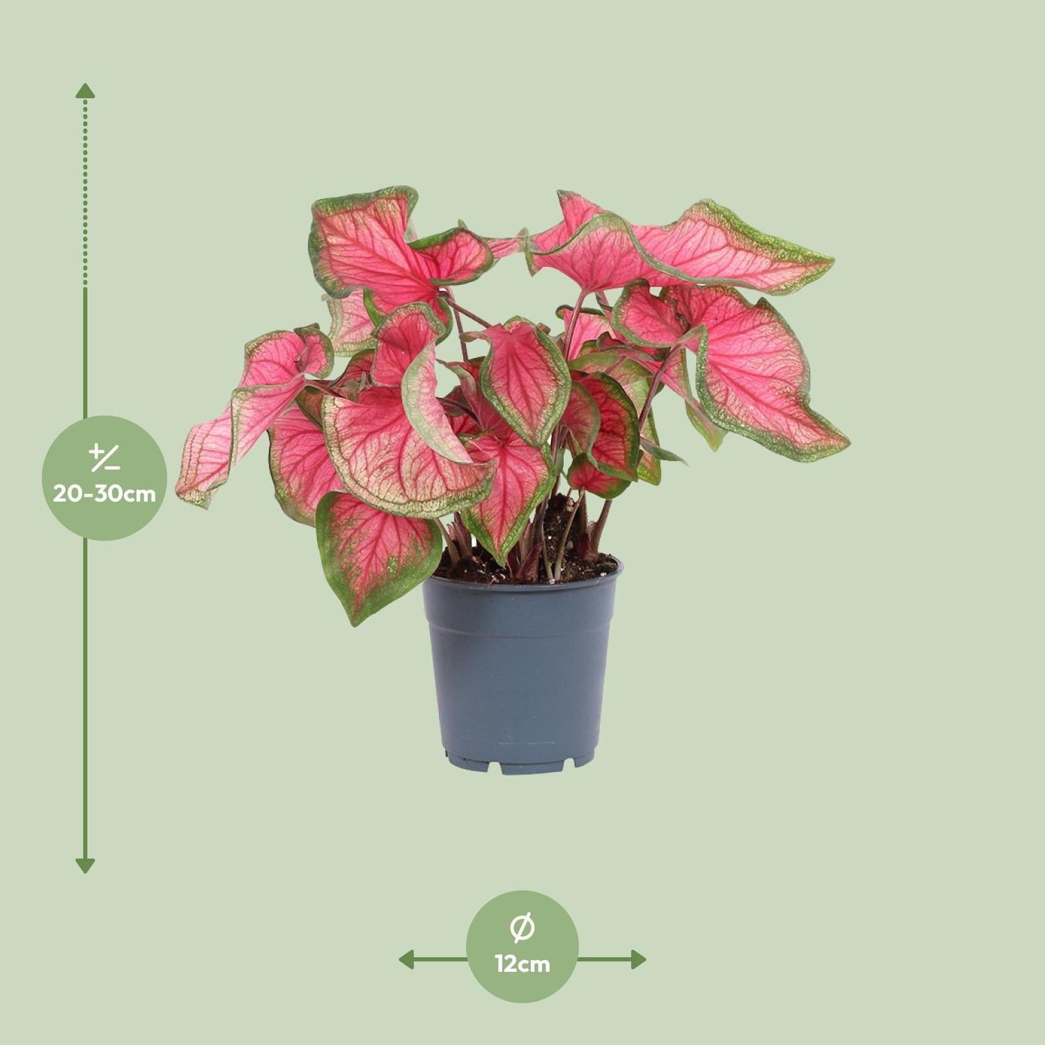 Caladium – Engelsflügel - 12cm - verschiedene Farben - Green Guardia - Ihr Experte für Schädlinge und Pflanzen
