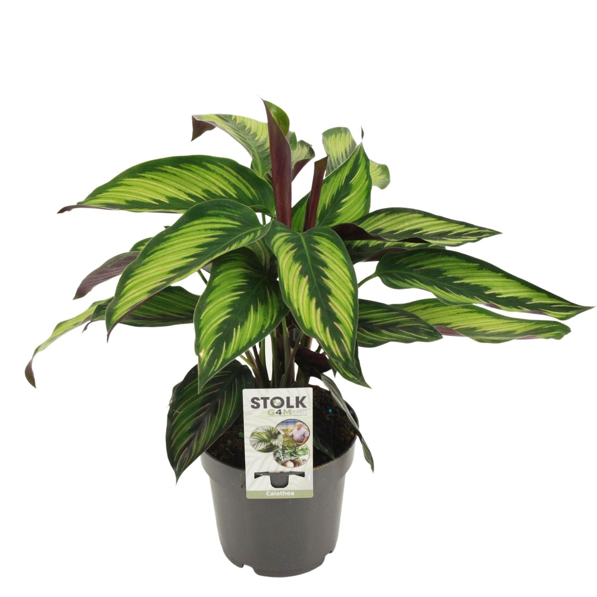 Calathea majestica 'Princeps' – Korbmarante – 14 cm Topf, 45 cm hoch