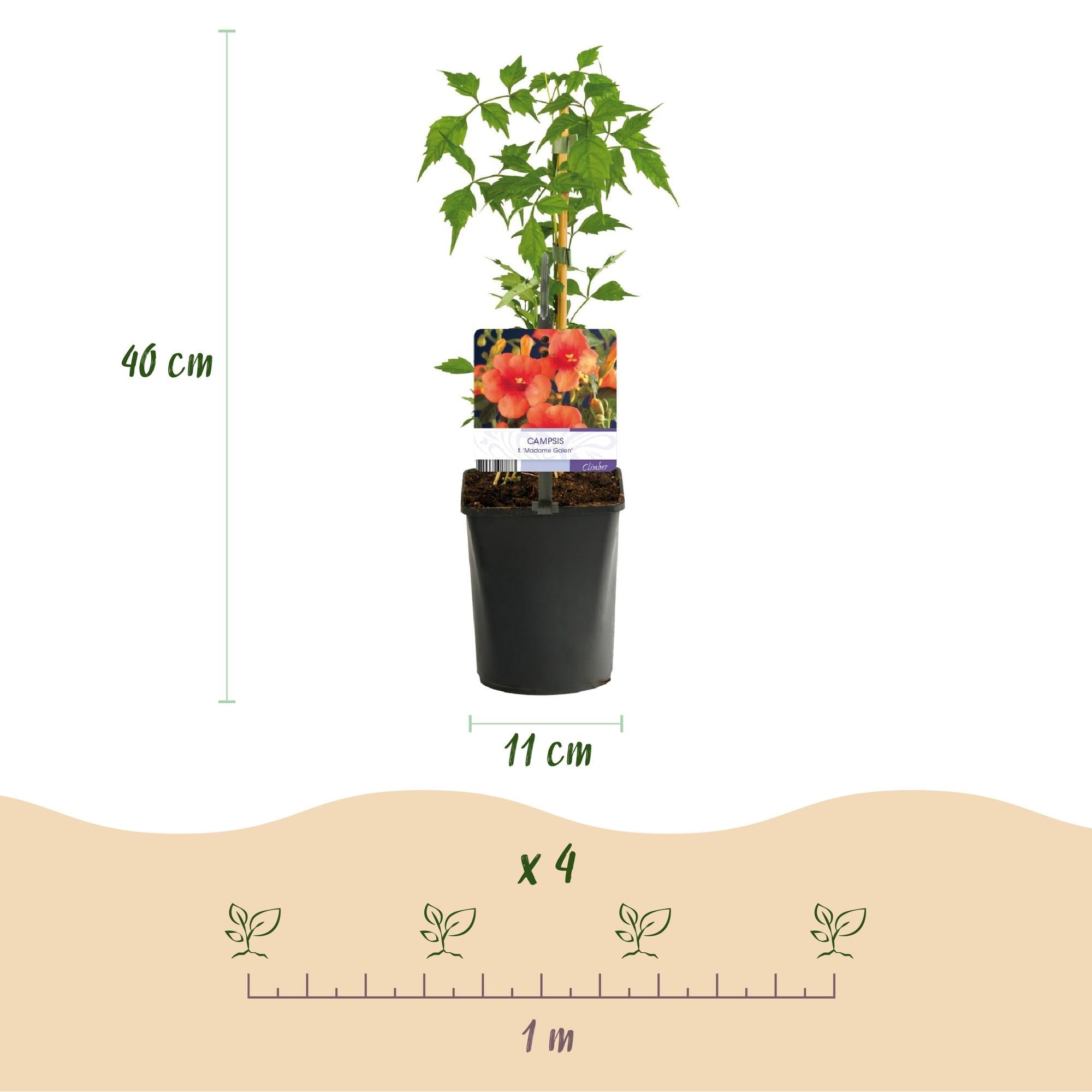 Campsis radicans ‘Madame Galen’ – Trompetenblume, orange blühend, 2 Pflanzen, 11 cm Topf, 40 cm Höhe - Green Guardia - Ihr Experte für Schädlinge und Pflanzen