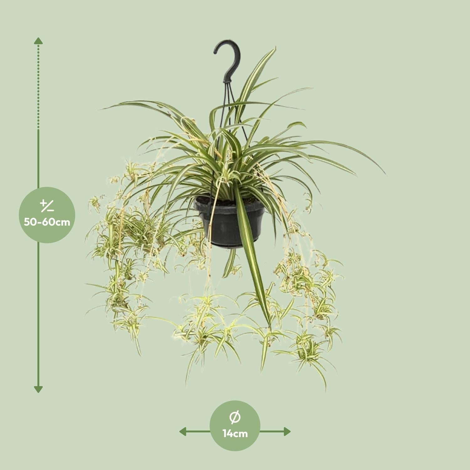 Chlorophytum Comosum ‘Variegatum’ – Grünlilie - 30 - 55 cm - Green Guardia - Ihr Experte für Schädlinge und Pflanzen