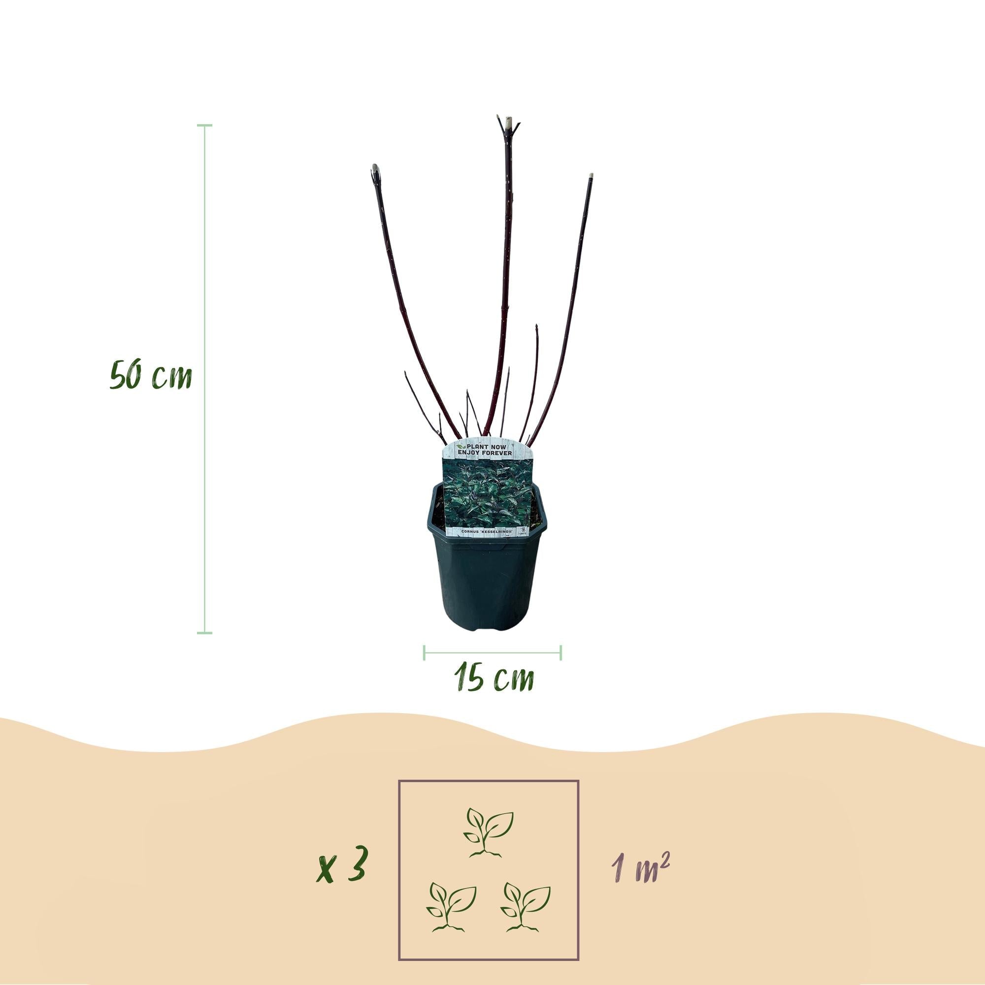Cornus alba ‘Kesselringii’ – Zierhartriegel mit dunklen Zweigen, 45 cm hoch - Green Guardia - Ihr Experte für Schädlinge und Pflanzen