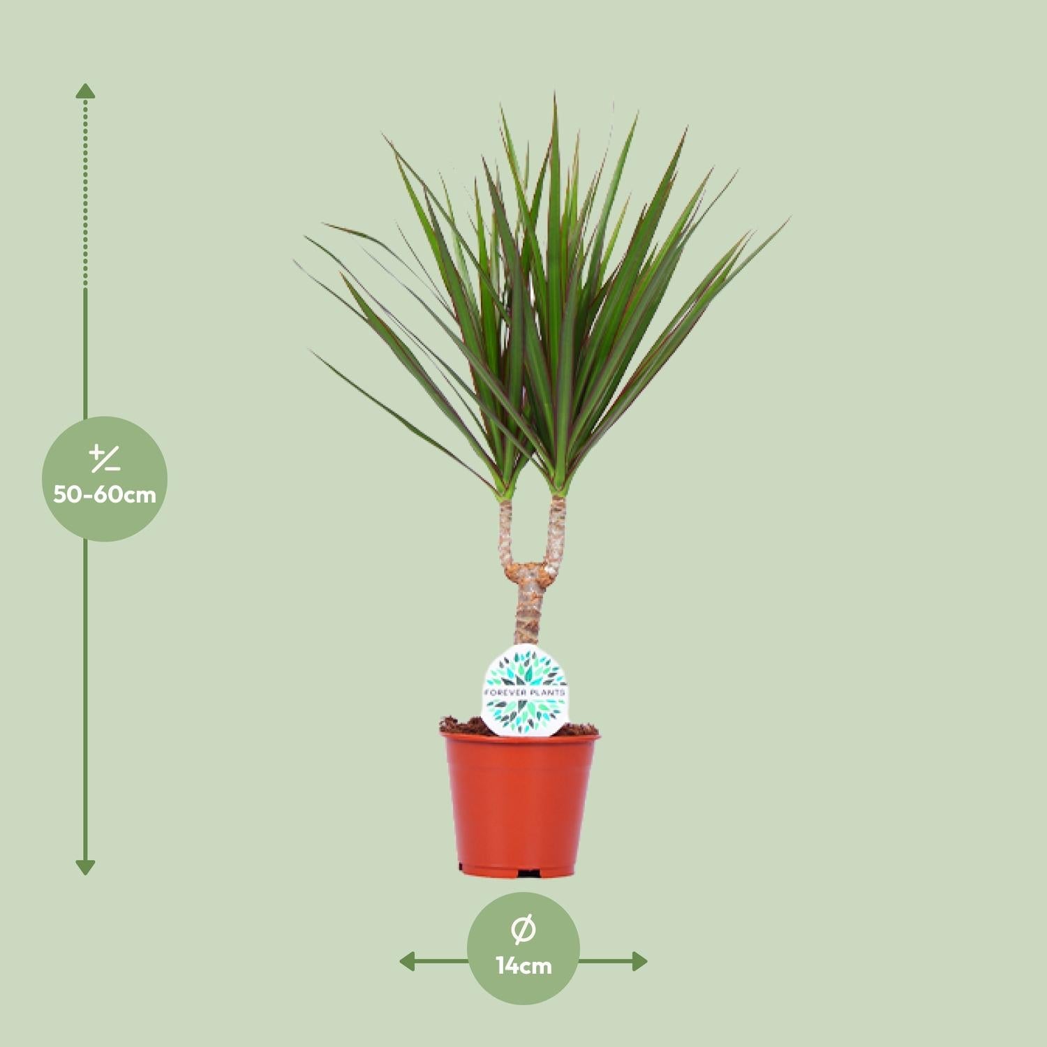 Drachenbaum (Dracaena marginata) – 55–130 cm - Green Guardia - Ihr Experte für Schädlinge und Pflanzen