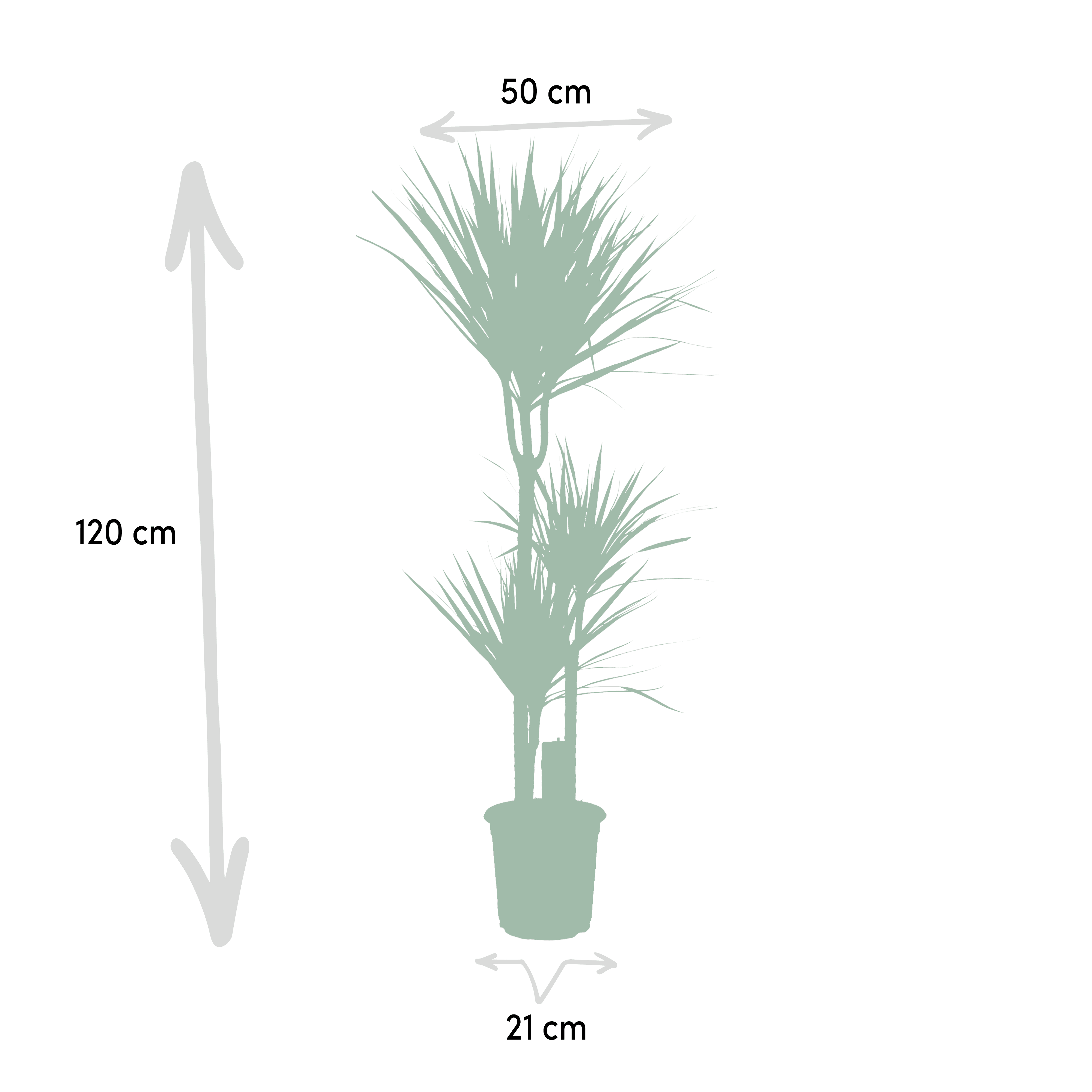 Drachenbaum (Dracaena marginata) – 55–130 cm - Green Guardia - Ihr Experte für Schädlinge und Pflanzen