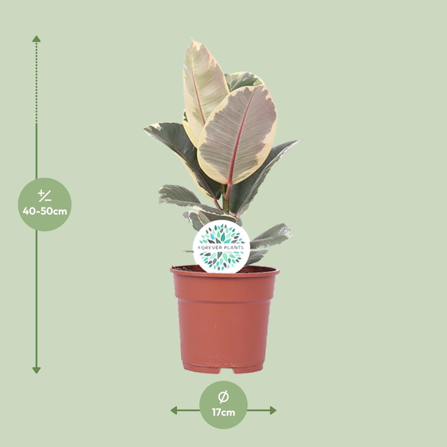 Ficus elastica ‘Tineke’ – 50–100 cm - Green Guardia - Ihr Experte für Schädlinge und Pflanzen