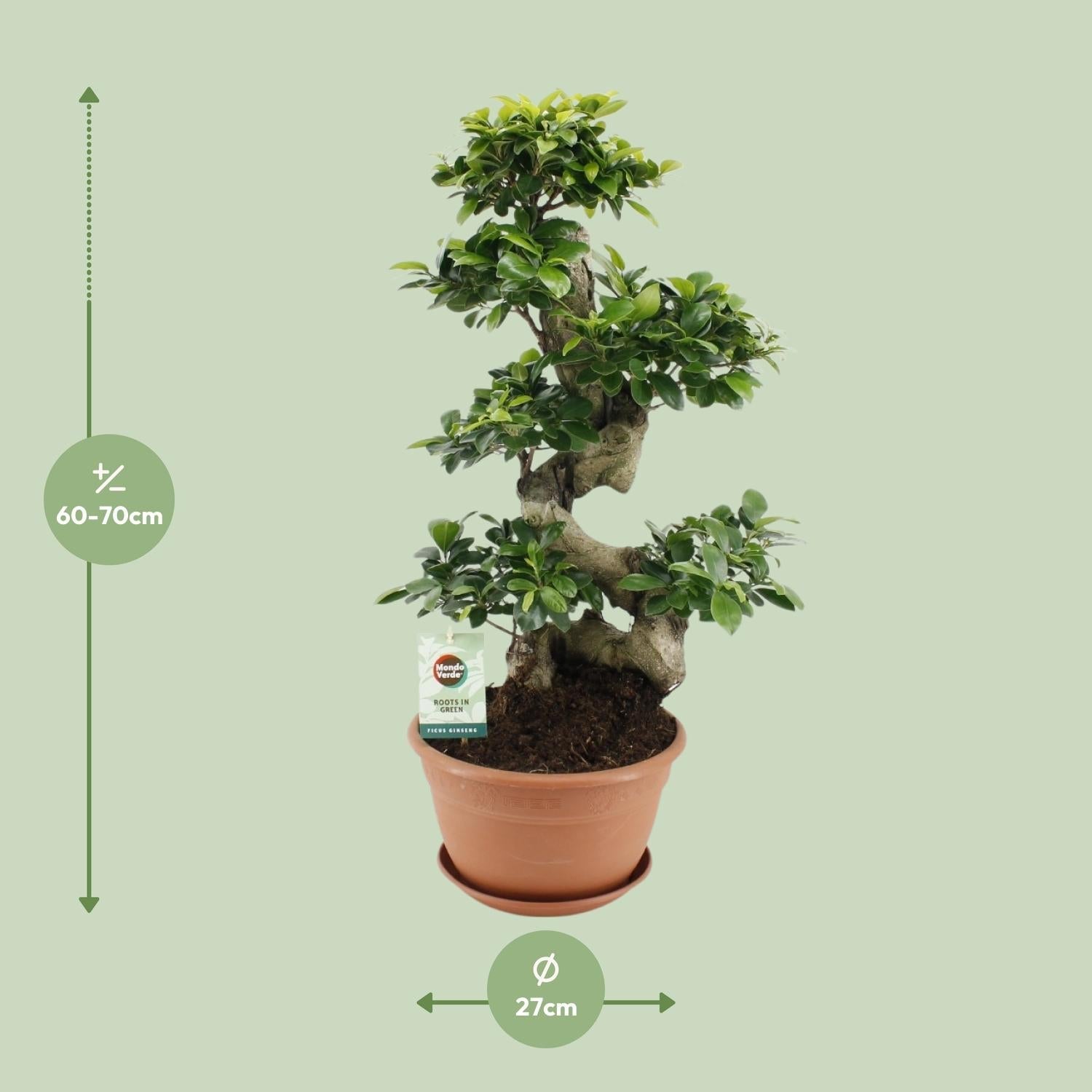 Ficus Ginseng – Bonsai - Feige, 40–70 cm - Green Guardia - Ihr Experte für Schädlinge und Pflanzen