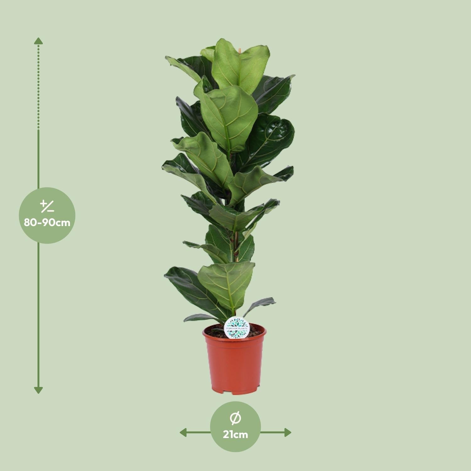Ficus Lyrata – Geigenfeige - 30 - 130 cm - Green Guardia - Ihr Experte für Schädlinge und Pflanzen