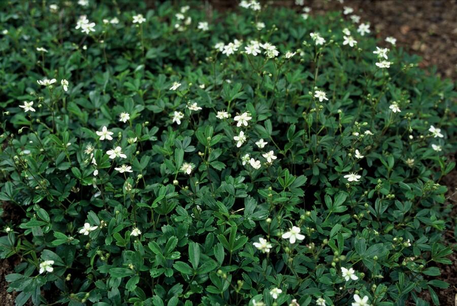 Fingerkraut ‘Nuuk’ – robuste Bodendeckerstaude, 9 cm Topf, 10–25 cm - Green Guardia - Ihr Experte für Schädlinge und Pflanzen