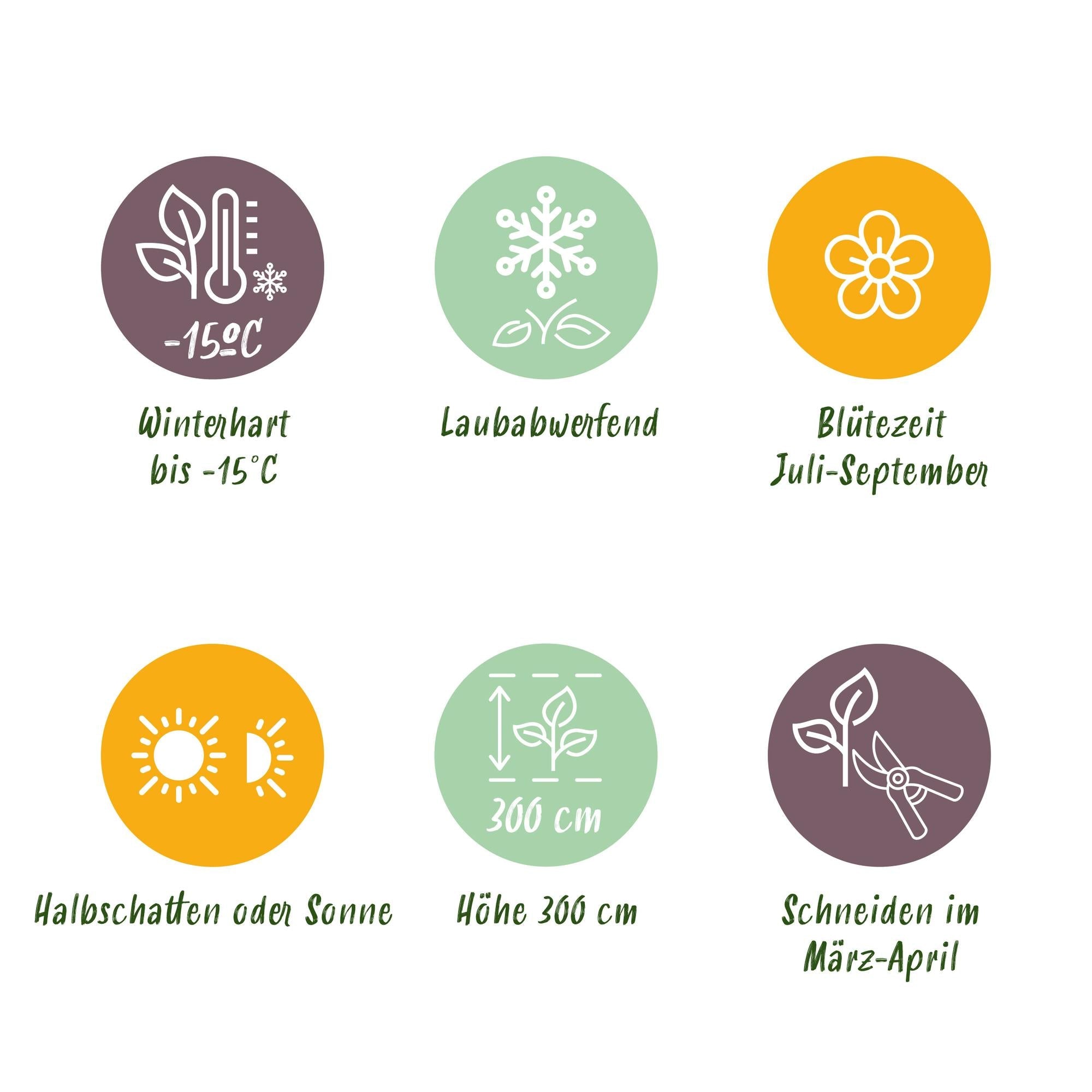 Gartenhibiskus ‘Red Heart’ – Laubabwerfend, weiße Blüte mit rotem Auge, Topf 17 cm, Höhe 45 cm - Green Guardia - Ihr Experte für Schädlinge und Pflanzen