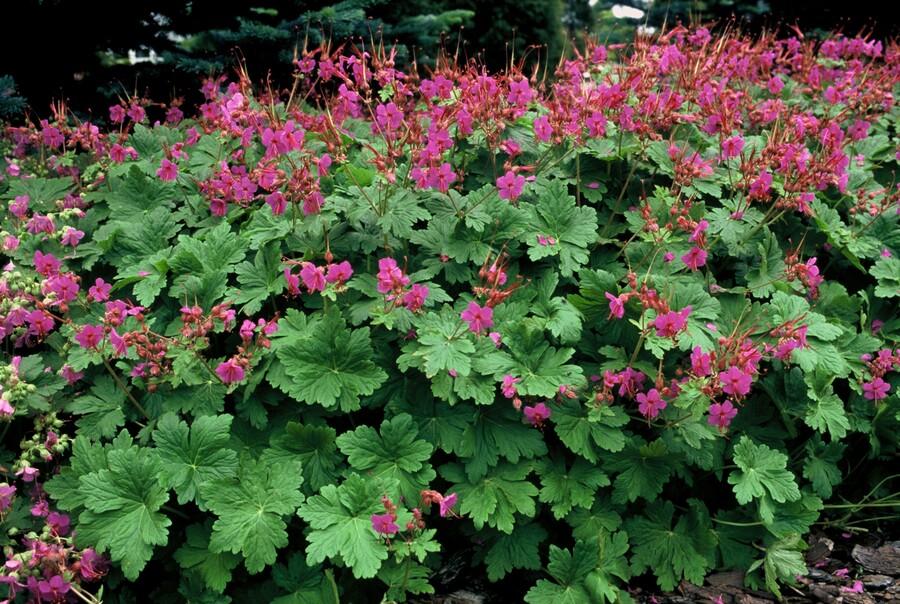 Geranium ‘Czakor’ – robuster Bodendecker, 9 cm Topf, 10–25 cm hoch - Green Guardia - Ihr Experte für Schädlinge und Pflanzen