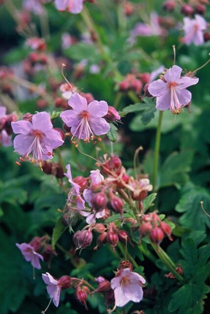 Geranium macrorrhizum 'Ingwersen's Var.' – winterhart, 9 cm Topf, 10–25 cm hoch - Green Guardia - Ihr Experte für Schädlinge und Pflanzen