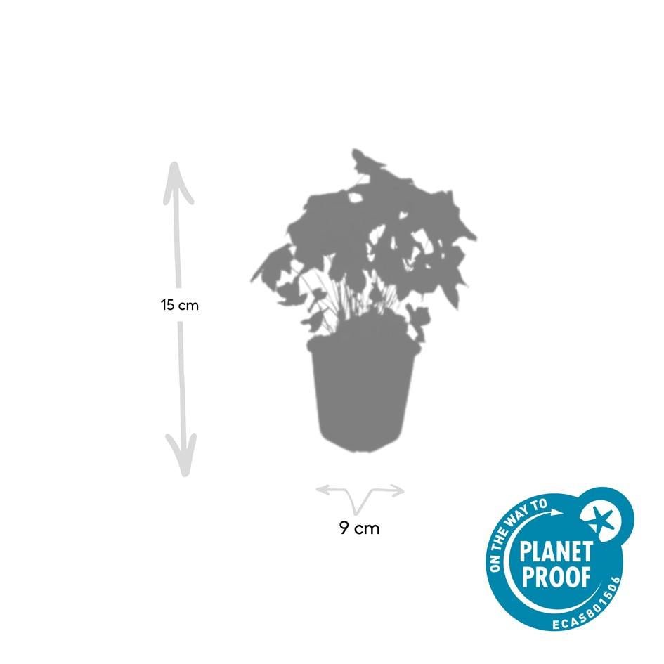 Geranium nodosum – kompakter Storchschnabel, 10–25 cm Höhe - Green Guardia - Ihr Experte für Schädlinge und Pflanzen