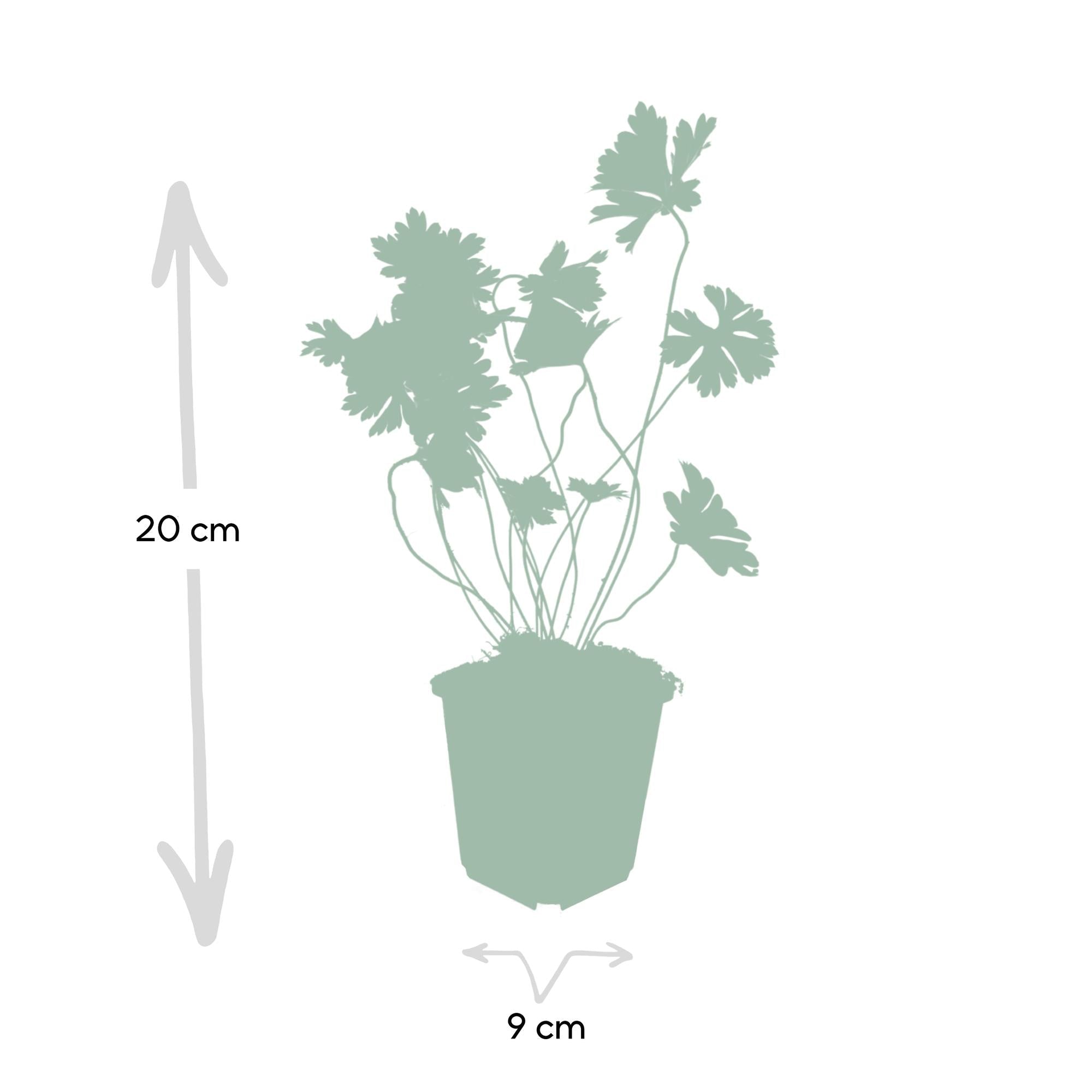 Geranium ‘Rozanne’ – langlebiger Storchschnabel, 10–25 cm hoch - Green Guardia - Ihr Experte für Schädlinge und Pflanzen
