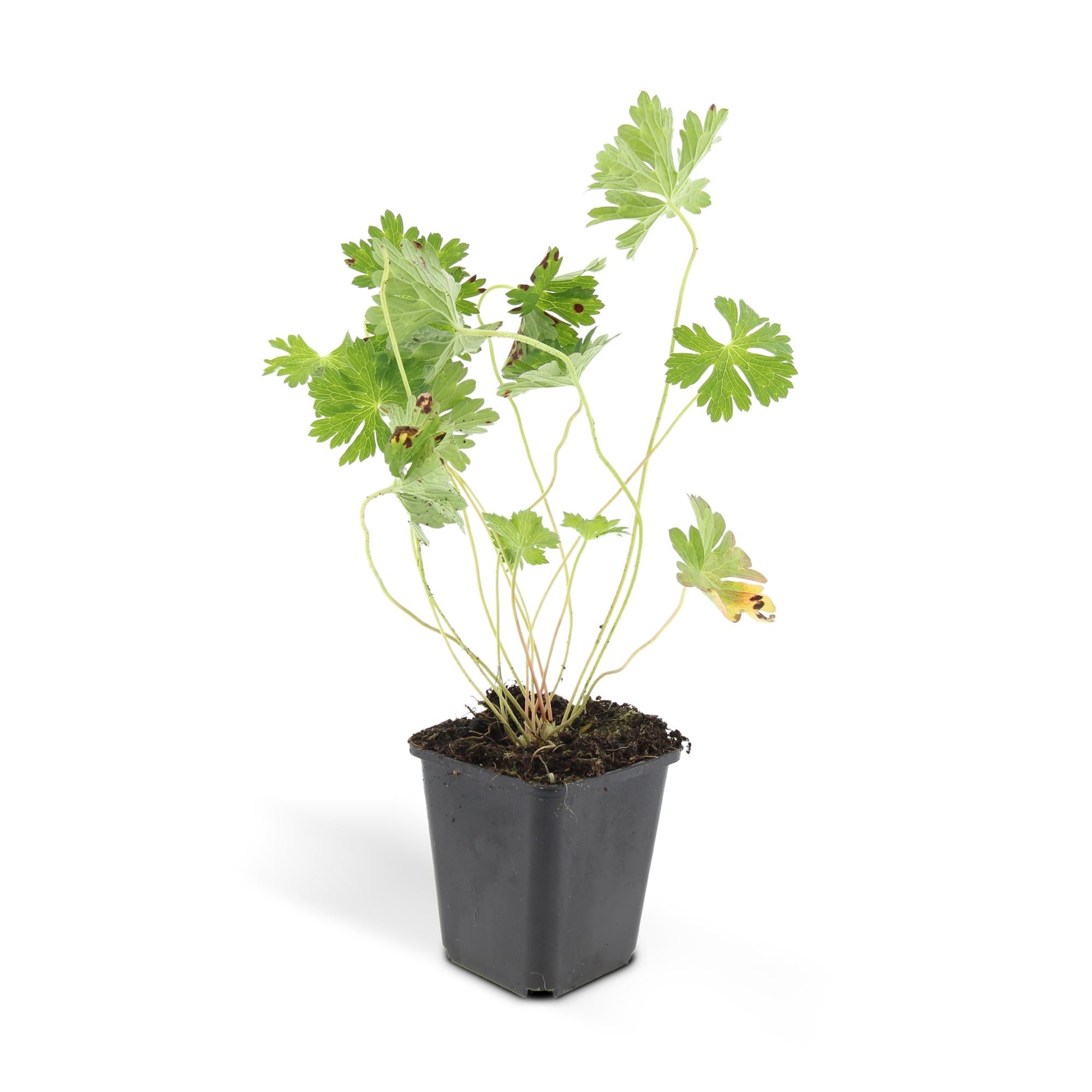 Geranium ‘Rozanne’ – langlebiger Storchschnabel, 10–25 cm hoch - Green Guardia - Ihr Experte für Schädlinge und Pflanzen