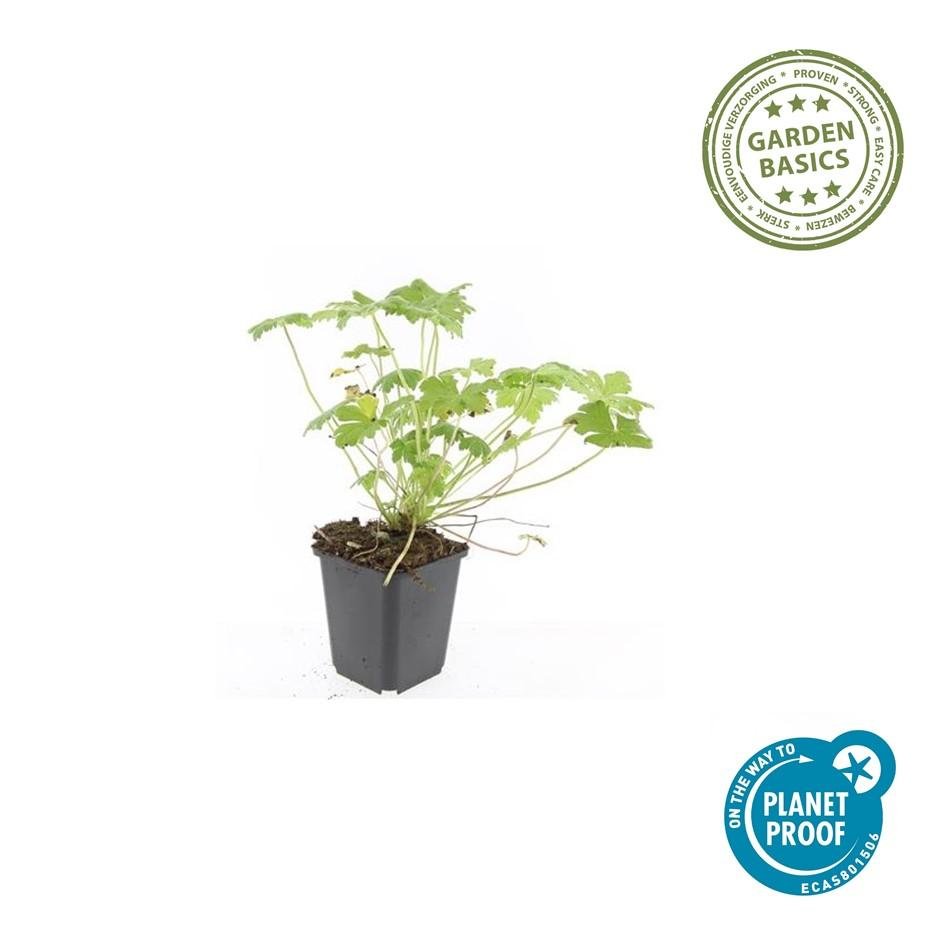 Geranium ‘Tiny Monster’ – kompakter Storchschnabel, 9 cm Topf, 10–25 cm - Green Guardia - Ihr Experte für Schädlinge und Pflanzen
