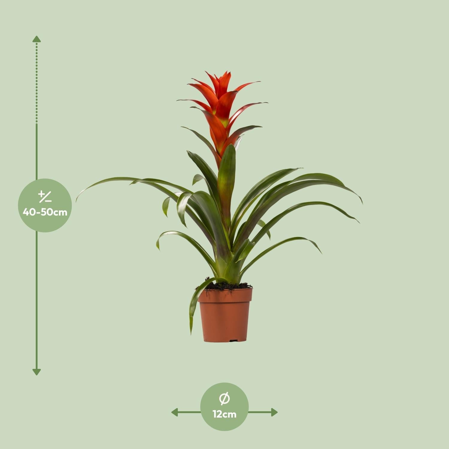Guzmania – Bromelie - verschiedene Farben - 12cm Topf, 40 - 50cm hoch - Green Guardia - Ihr Experte für Schädlinge und Pflanzen