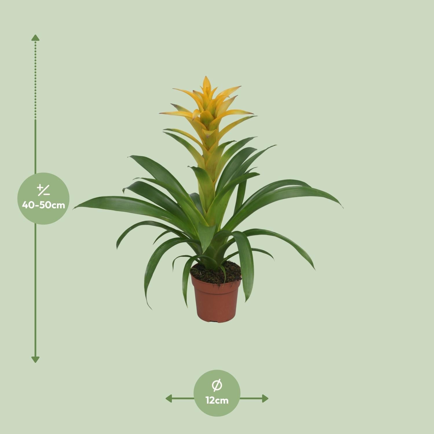 Guzmania – Bromelie - verschiedene Farben - 12cm Topf, 40 - 50cm hoch - Green Guardia - Ihr Experte für Schädlinge und Pflanzen