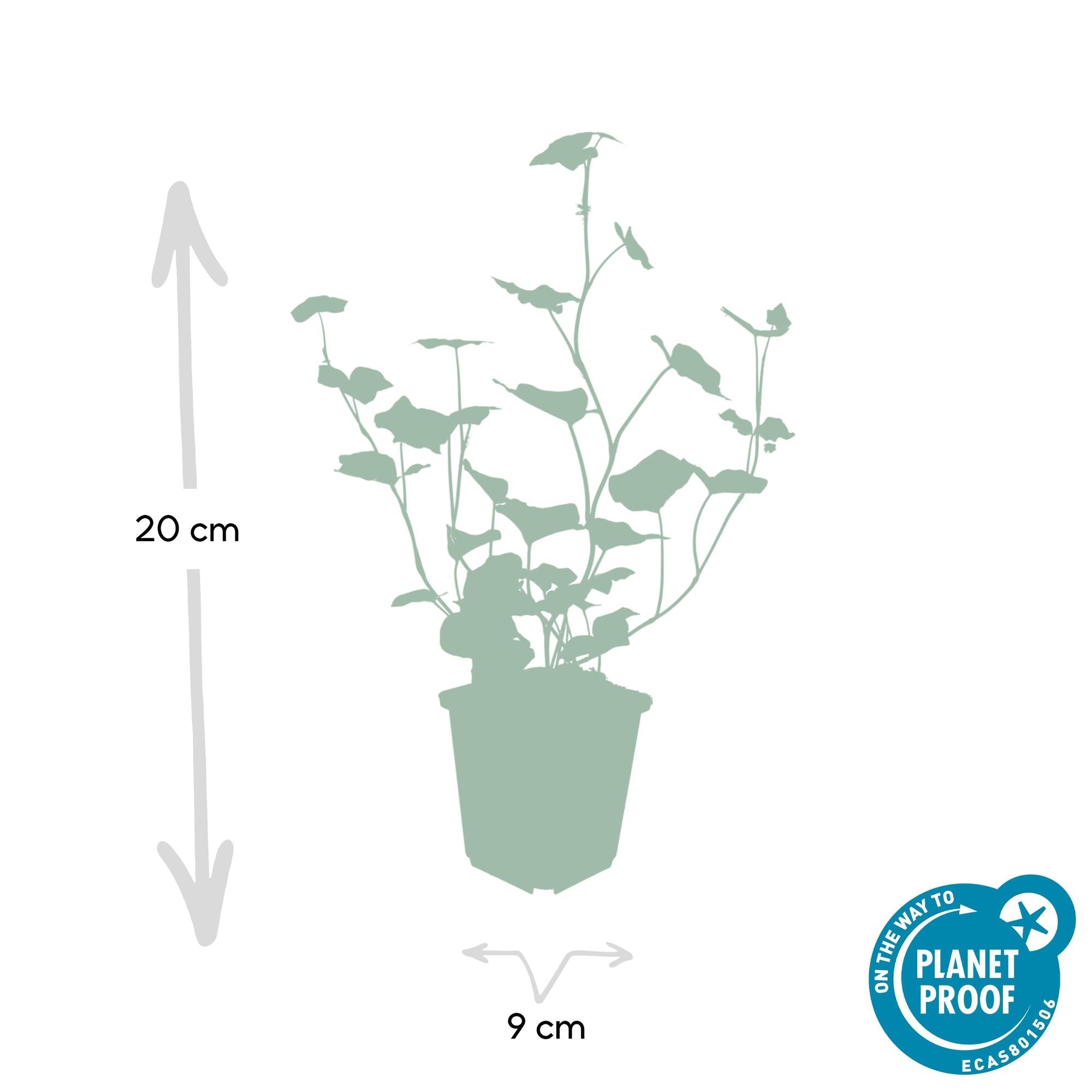 Hedera hibernica – Irischer Efeu, 9 cm Topf, 10–25 cm Höhe - Green Guardia - Ihr Experte für Schädlinge und Pflanzen