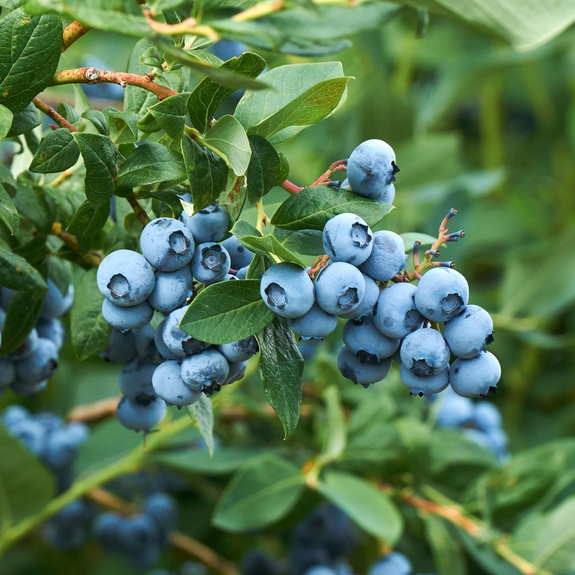 Heidelbeerstrauch ‚Goldtraube‘ – dornenlos, 2 Pflanzen à 40 cm im 11 cm Topf - Green Guardia - Ihr Experte für Schädlinge und Pflanzen