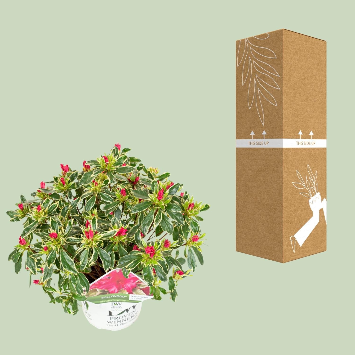 hododendron ‘Bollywood’ – immergrün, 19 cm Topf, 30 cm Höhe - Green Guardia - Ihr Experte für Schädlinge und Pflanzen