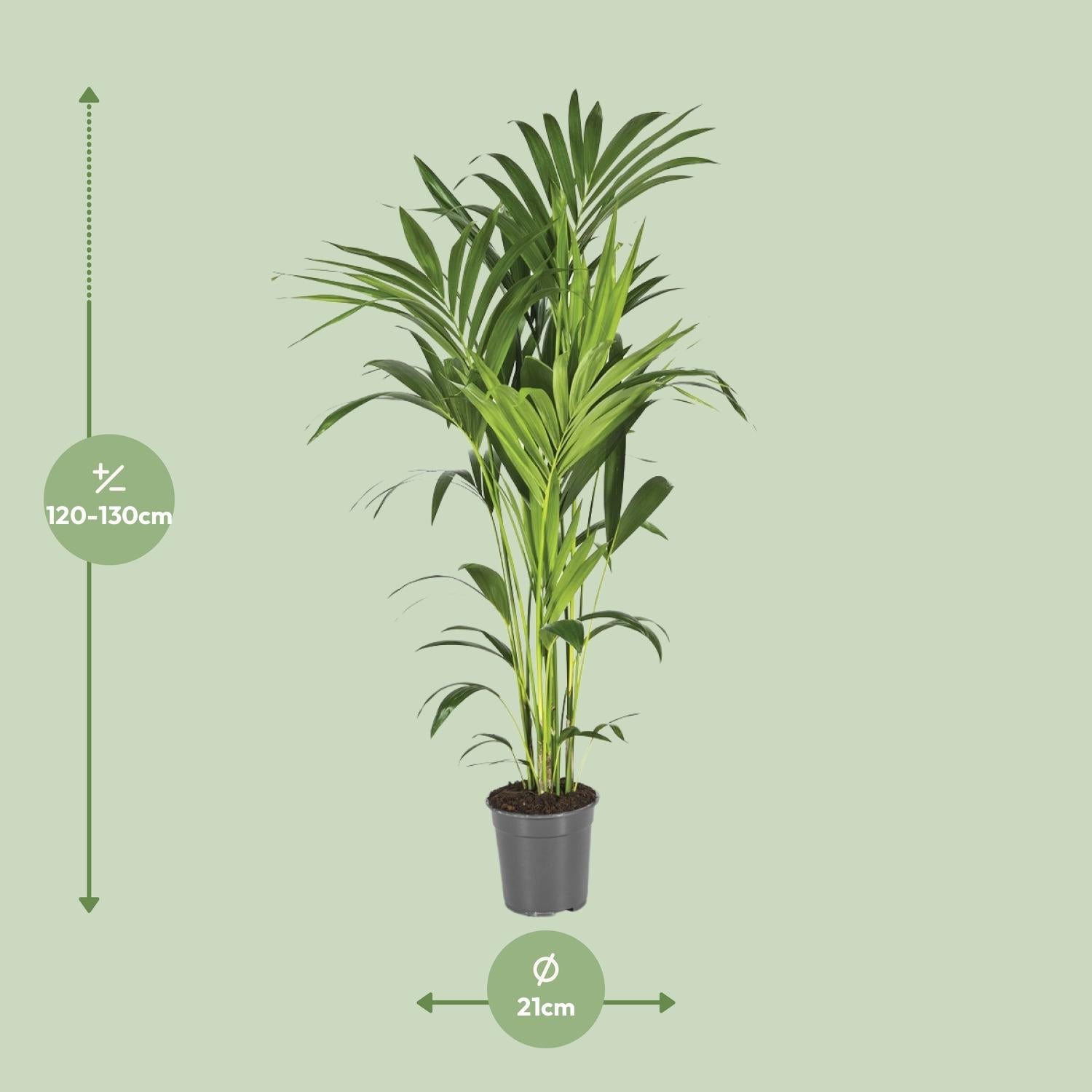 Howea forsteriana – Kentia - Palme – verschiedene Größen – ab 21 cm Topf - Green Guardia - Ihr Experte für Schädlinge und Pflanzen