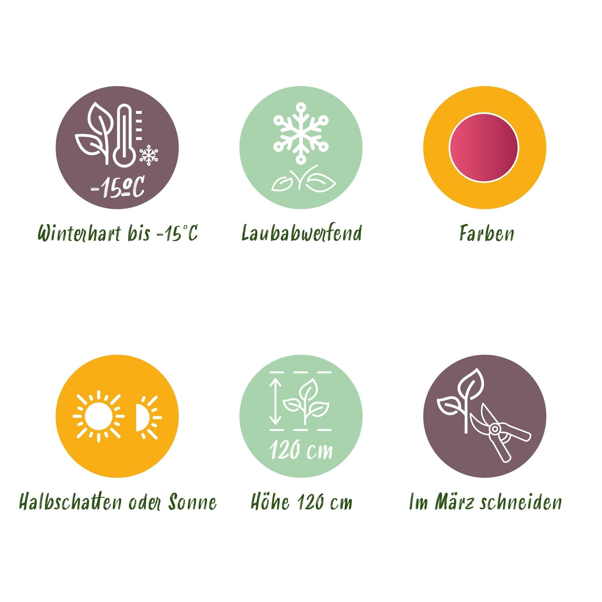 Japanischer Ahorn ‘Pink Dwarf’ – laubabwerfend, rosa Färbung, 19 cm Topf, 70 cm hoch - Green Guardia - Ihr Experte für Schädlinge und Pflanzen