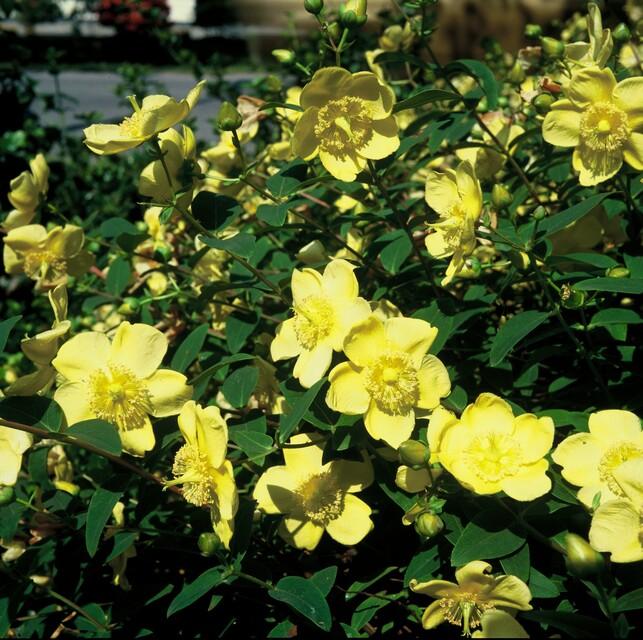 Johanniskraut ‘Hidcote’ – robust und winterhart, 9 cm Topf, 10–25 cm - Green Guardia - Ihr Experte für Schädlinge und Pflanzen
