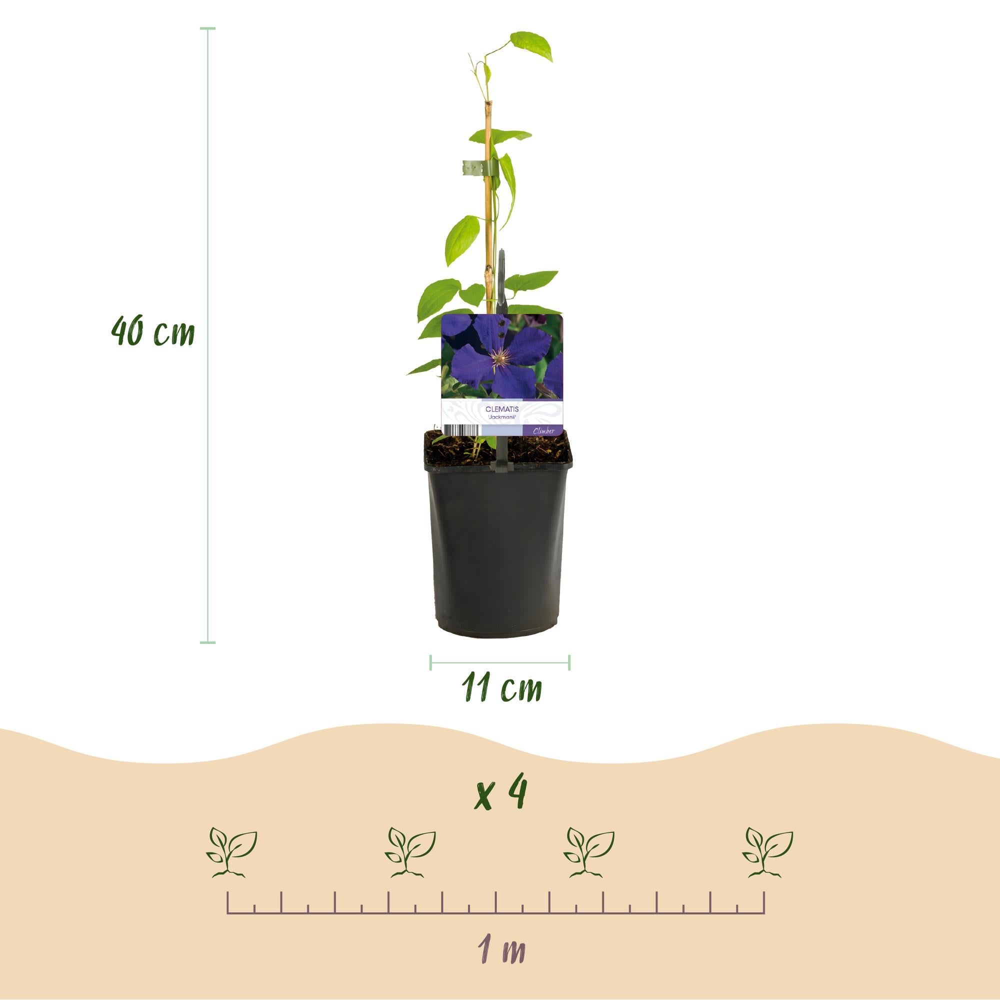 Kletterpflanze Clematis ‘Rainbow’ – mehrfarbig blühend, 4 Pflanzen, Topf 11 cm, Höhe 40 cm - Green Guardia - Ihr Experte für Schädlinge und Pflanzen