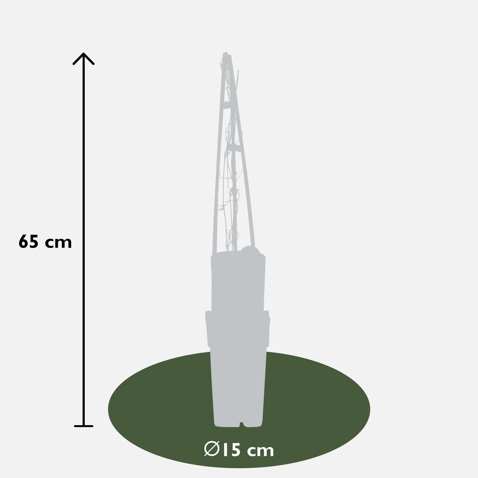lematis ‘Miss Bateman’ – weiße Blüte, 15 cm Topf, 65 cm Höhe - Green Guardia - Ihr Experte für Schädlinge und Pflanzen