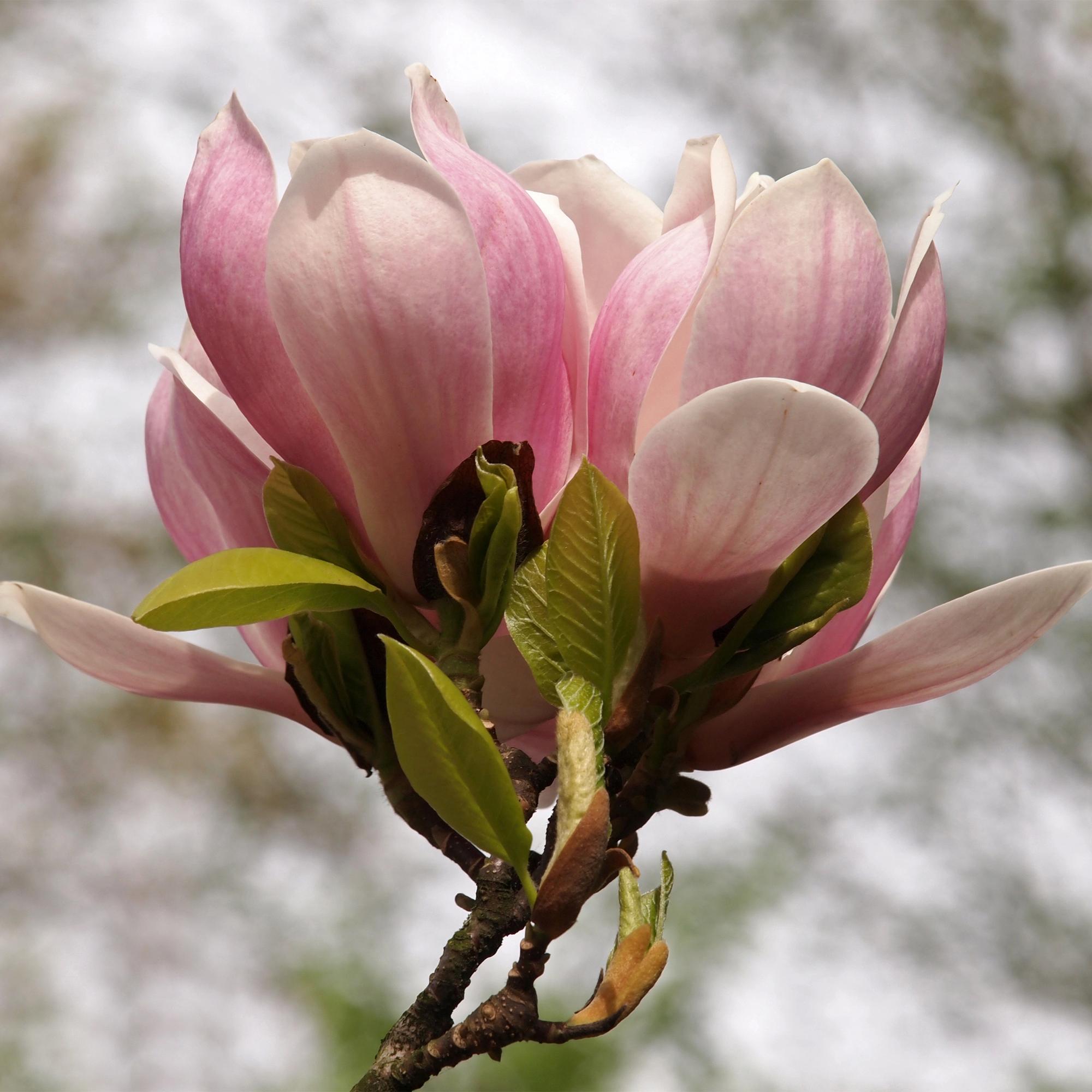 Magnolia soulangiana – Strauch mit hellrosa Blüten, 17 cm Topf, 45 cm Höhe - Green Guardia - Ihr Experte für Schädlinge und Pflanzen