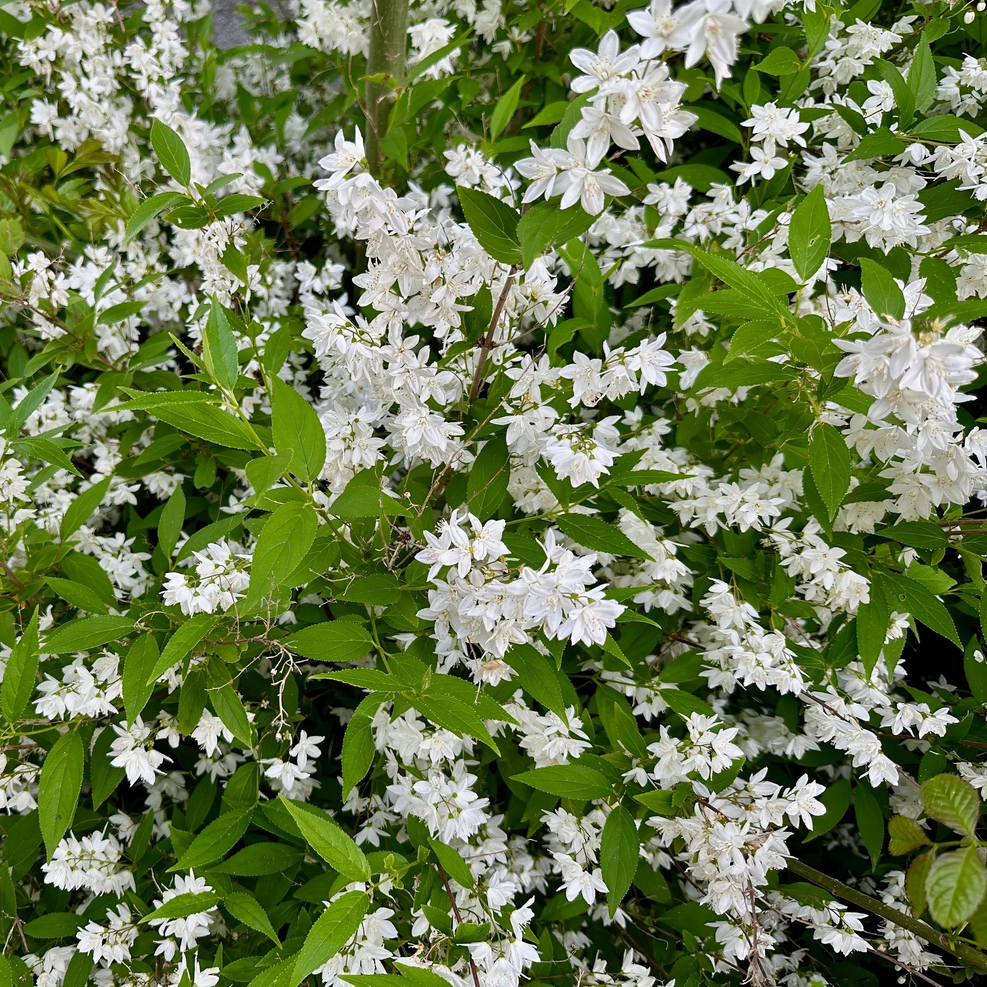 Maiblumenstrauch (Deutzia gracilis) – weißblühend, laubabwerfend, 17 cm Topf, 45 cm Höhe - Green Guardia - Ihr Experte für Schädlinge und Pflanzen