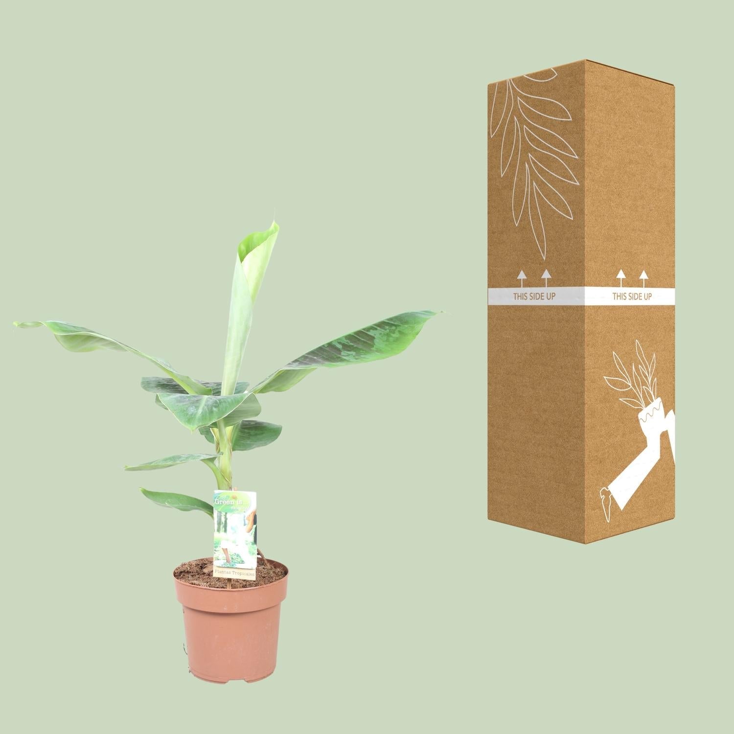 Musa Dwarf Cavendish – Zwergbanane - 60 - 130 cm - Green Guardia - Ihr Experte für Schädlinge und Pflanzen