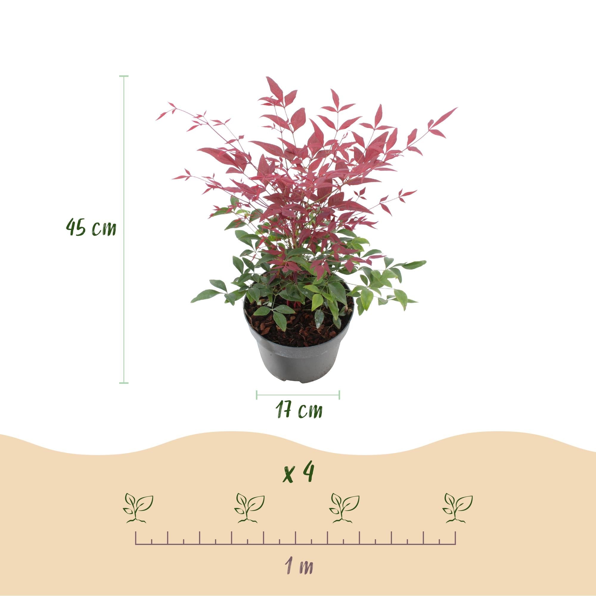 Nandina ‘Obsessed’ – immergrün & pflegeleicht – rot – 17 cm Topf, ca. 45 cm hoch - Green Guardia - Ihr Experte für Schädlinge und Pflanzen