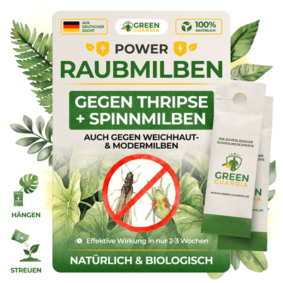 Raubmilben Mix gegen Thripse & Spinnmilben - Green Guardia - Ihr Experte für Schädlinge und Pflanzen