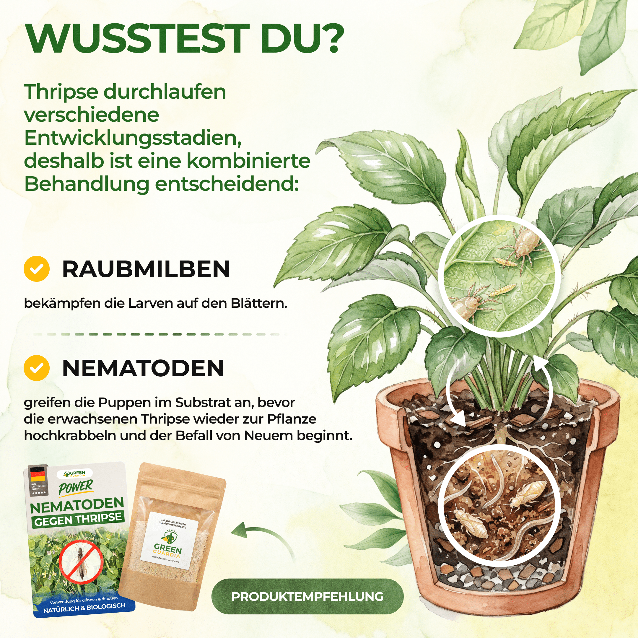 Raubmilben Trio gegen Thripse, Spinnmilben & Weiße Fliegen - Green Guardia - Ihr Experte für Schädlinge und Pflanzen