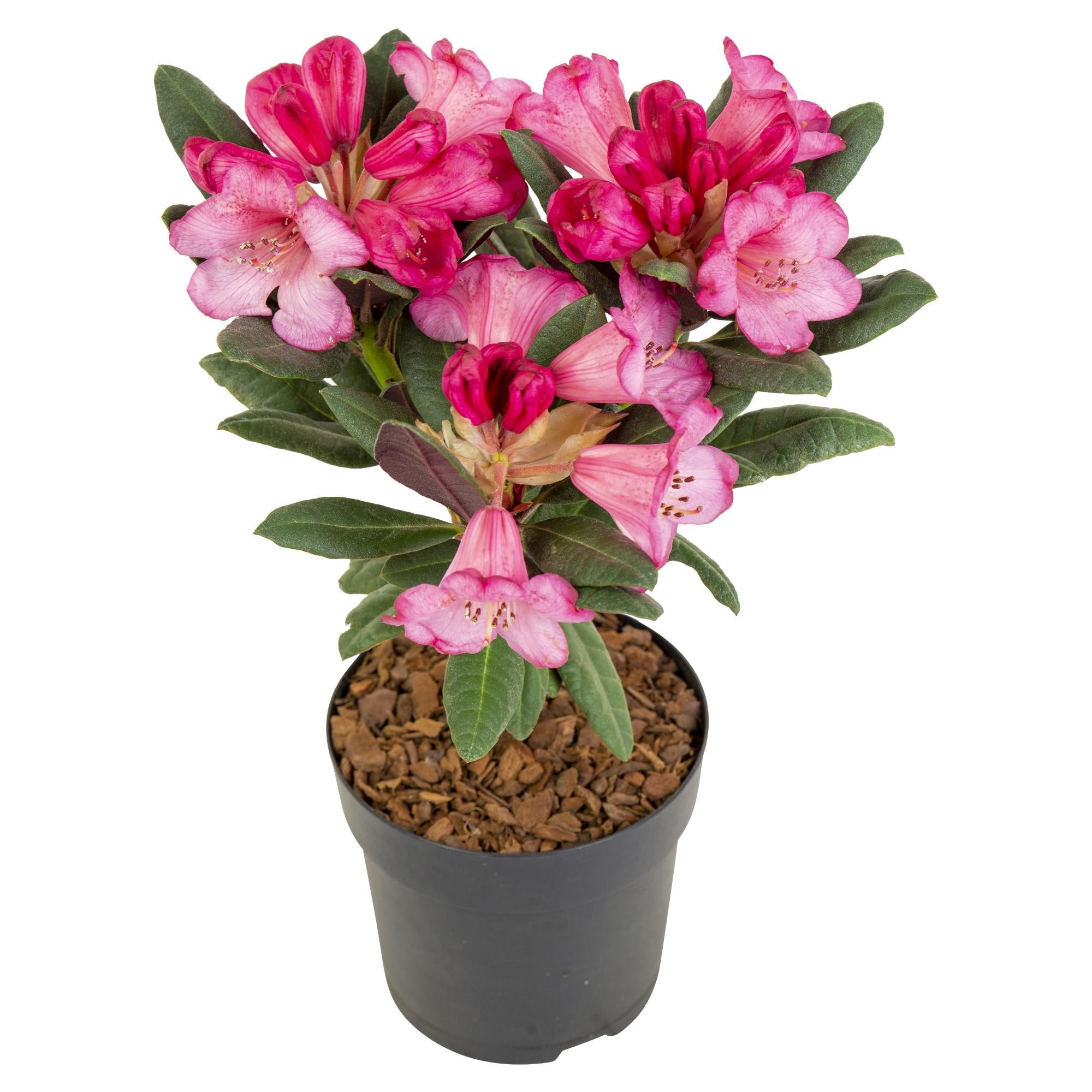 Rhododendron ‘Wine & Roses’ – immergrün, 13 cm Topf, 20 cm hoch - Green Guardia - Ihr Experte für Schädlinge und Pflanzen