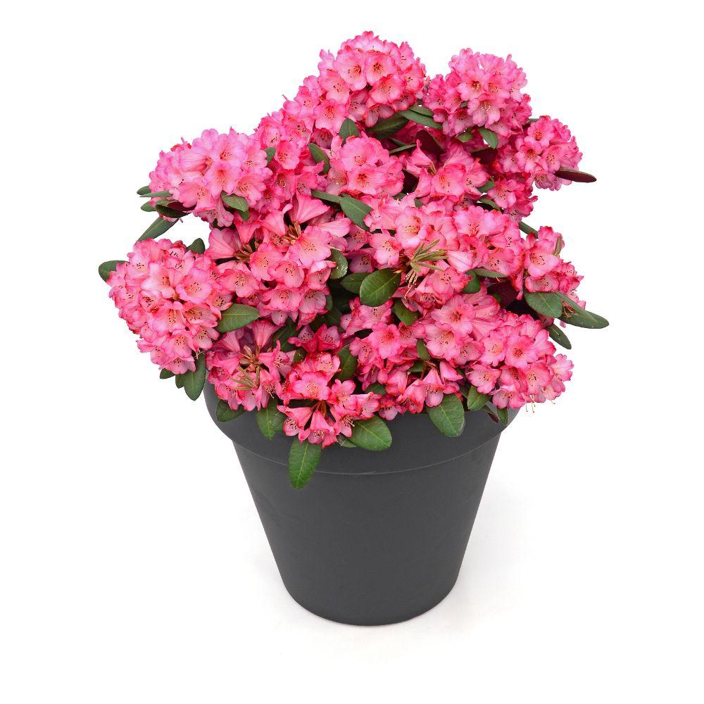 Rhododendron ‘Wine & Roses’ – immergrün, 13 cm Topf, 20 cm hoch - Green Guardia - Ihr Experte für Schädlinge und Pflanzen