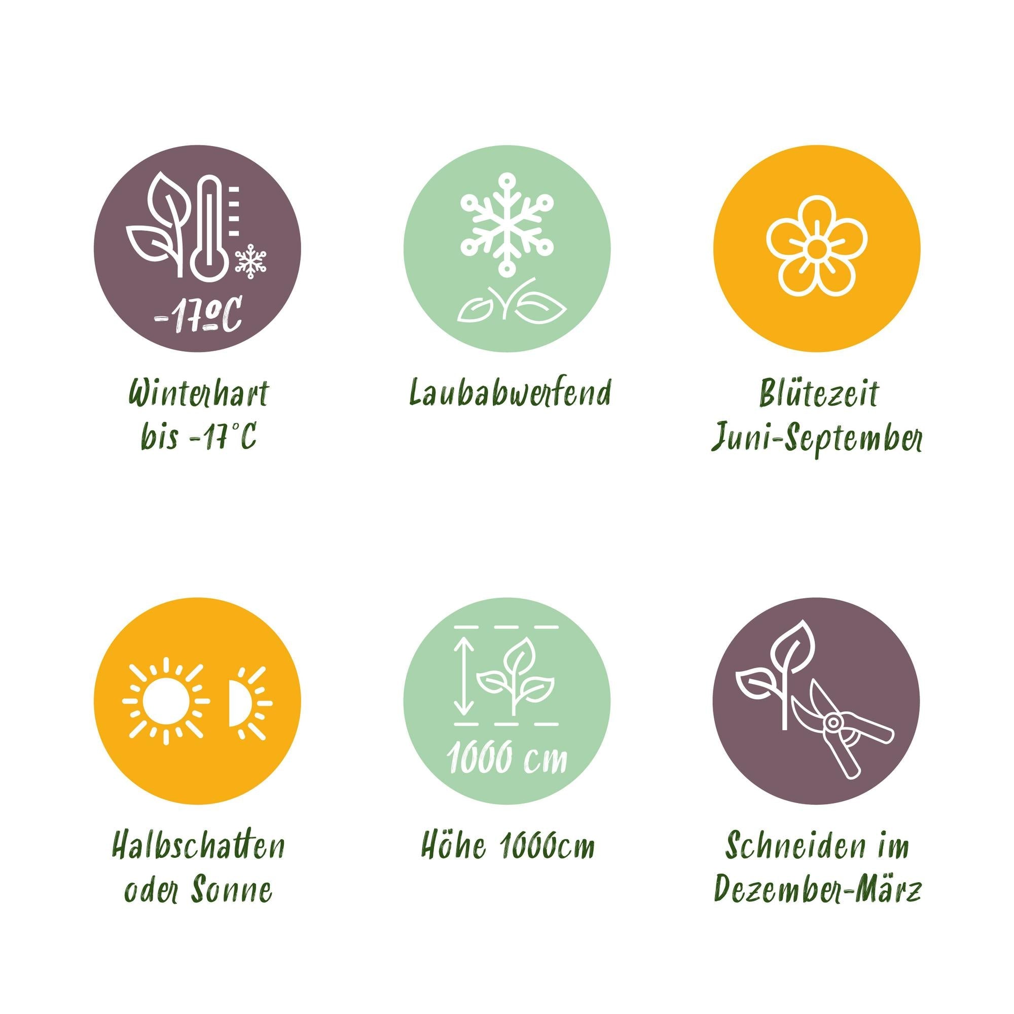 ‘Rosa Tricolour’ Kletterrose – mehrfarbig blühend, pflegeleicht, 3 Pflanzen im 11 cm Topf, 40 cm Höhe - Green Guardia - Ihr Experte für Schädlinge und Pflanzen
